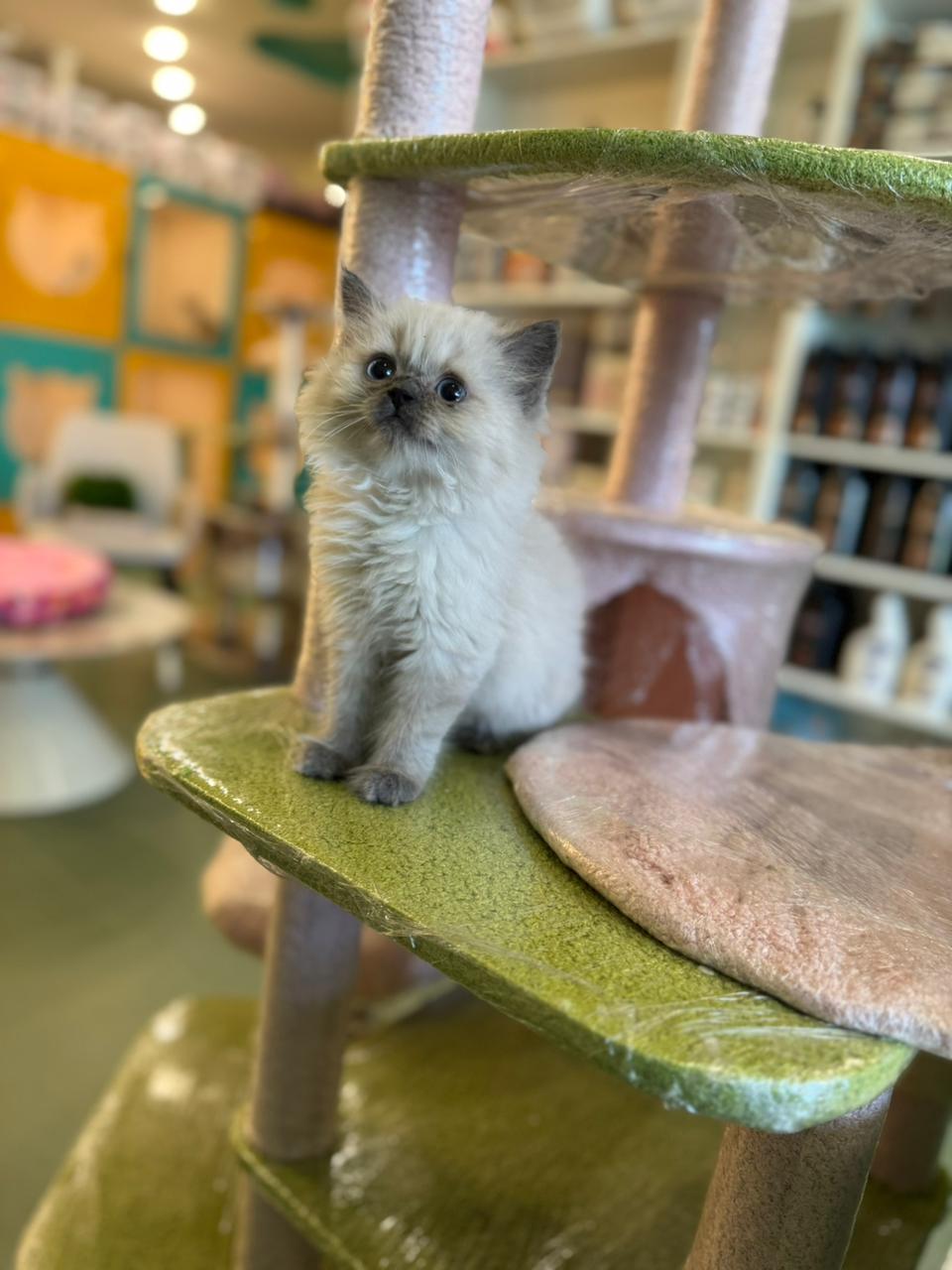 British Long Hair kittens