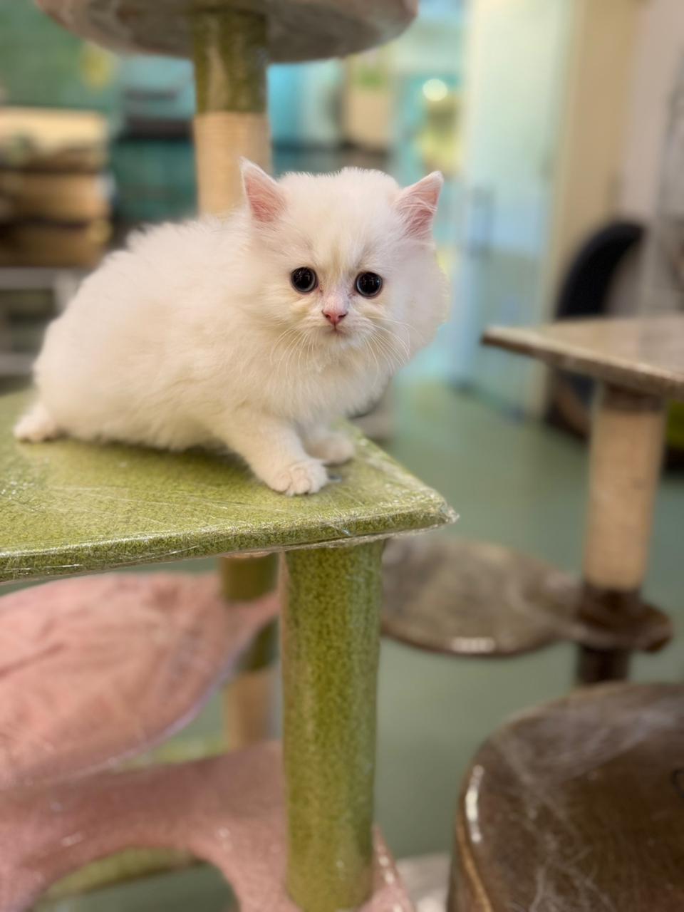 British Long Hair kittens