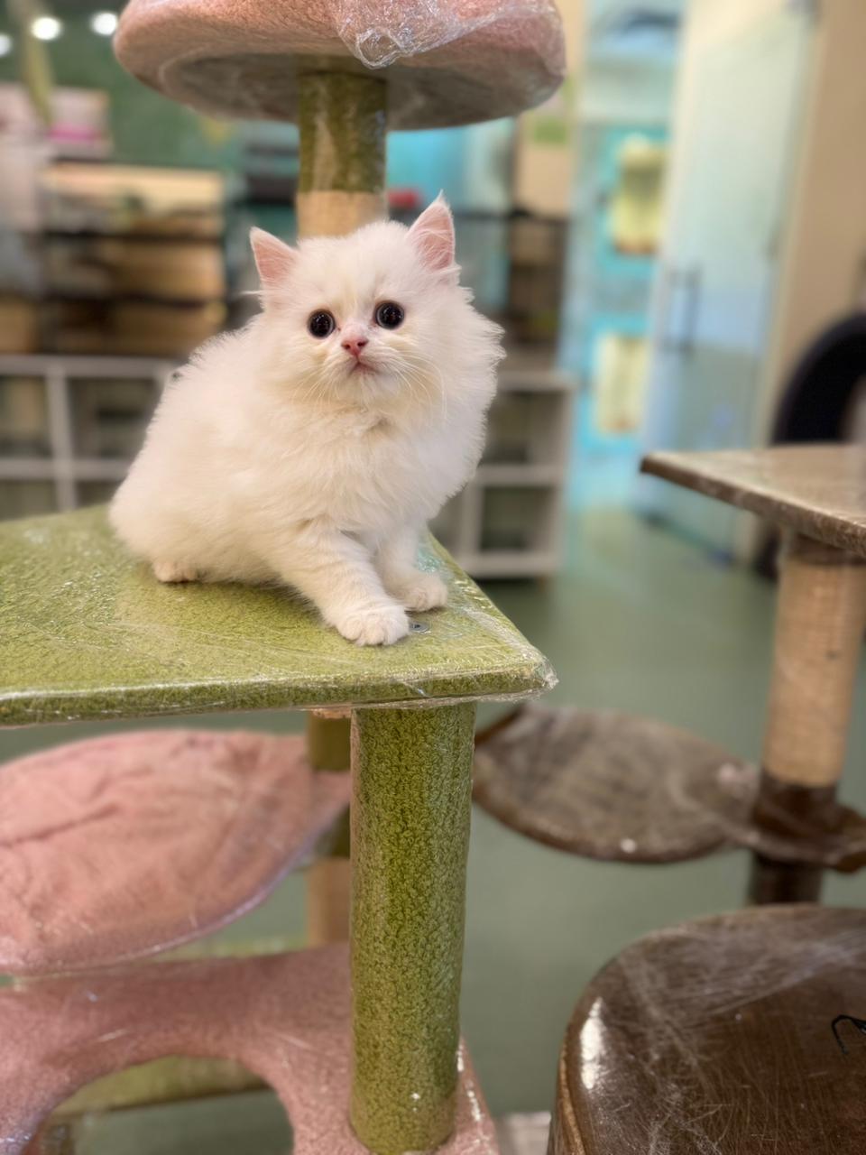 British Long Hair kittens