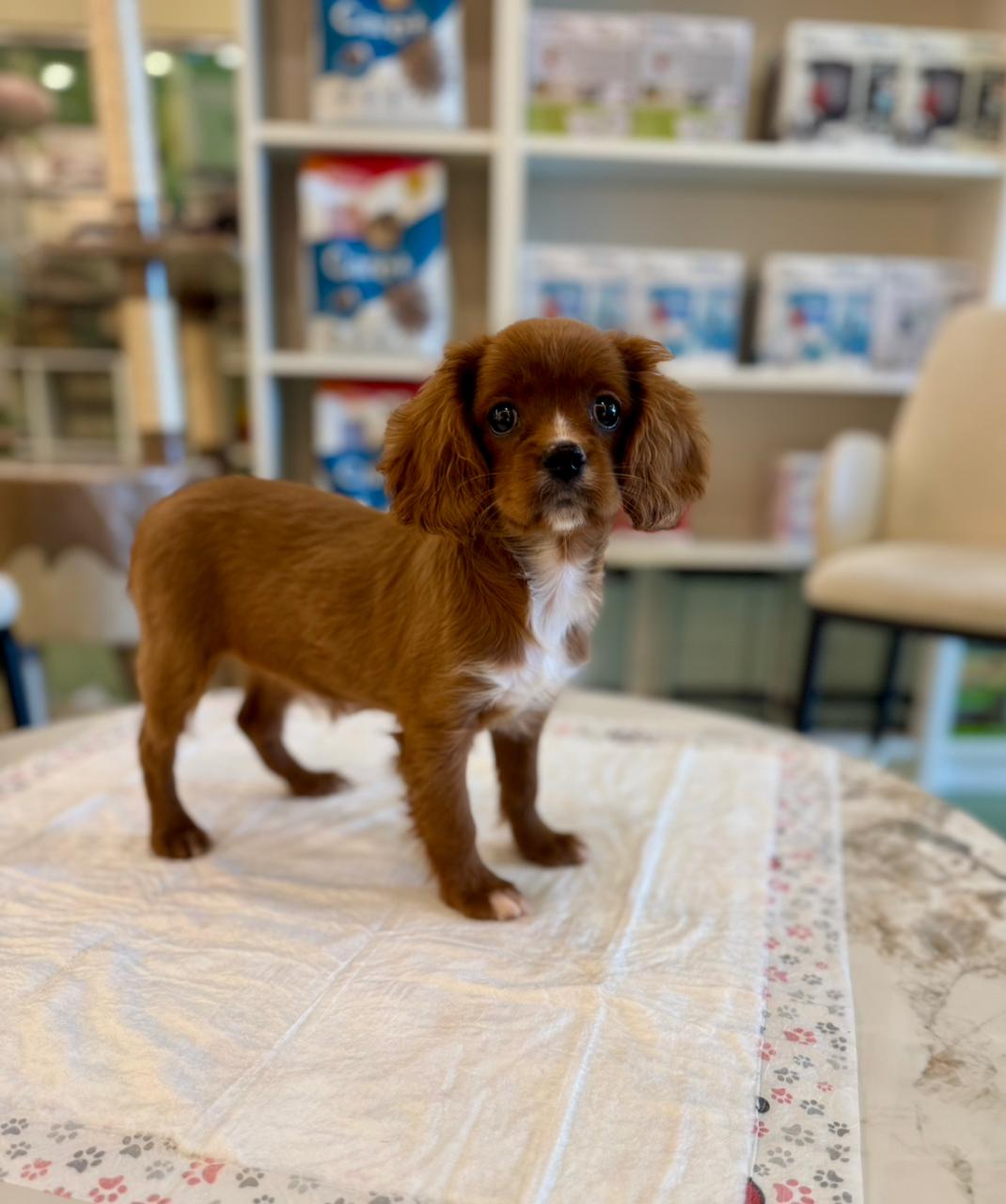 Cavalier King Puppy