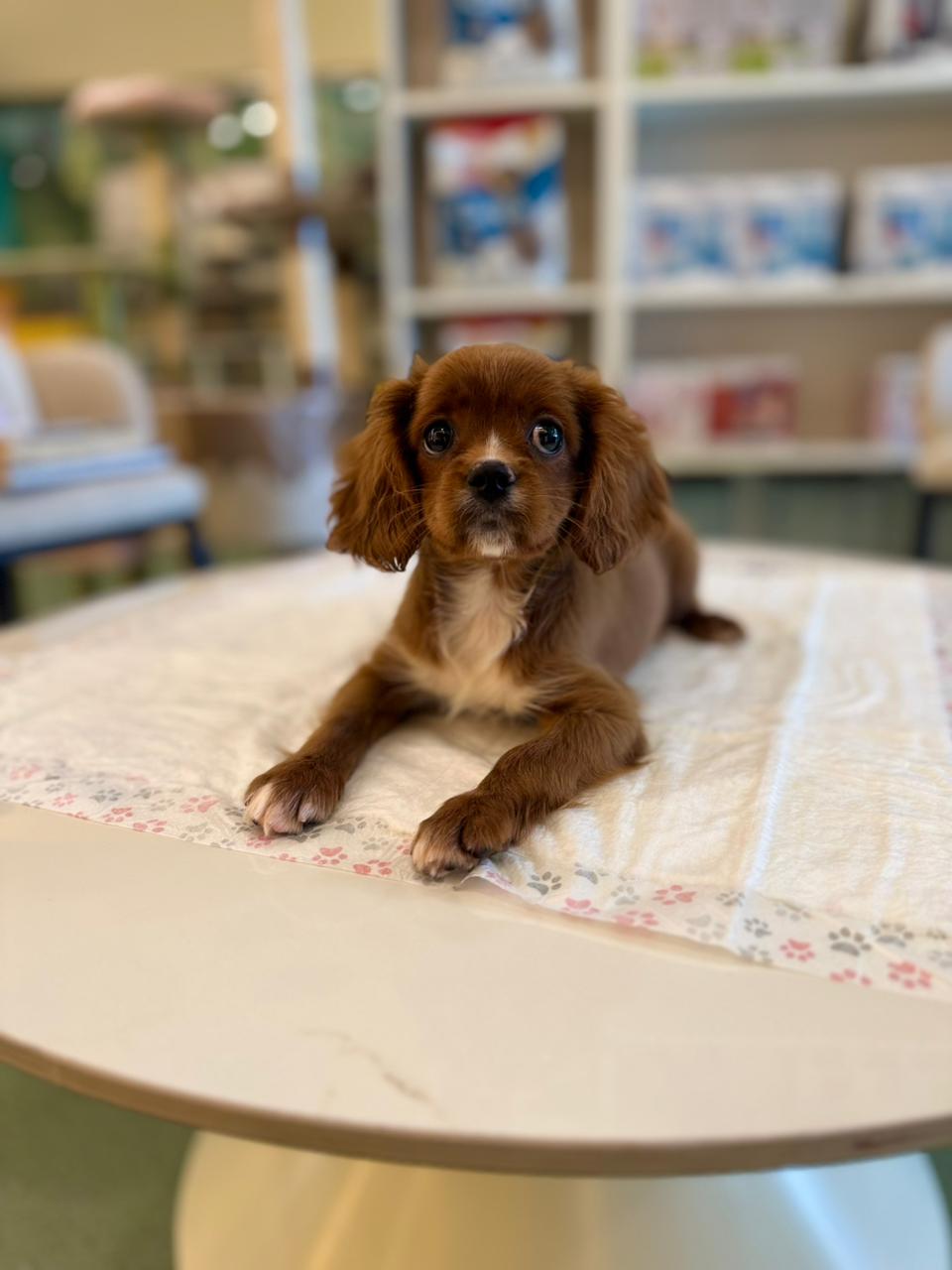 Cavalier King Puppy