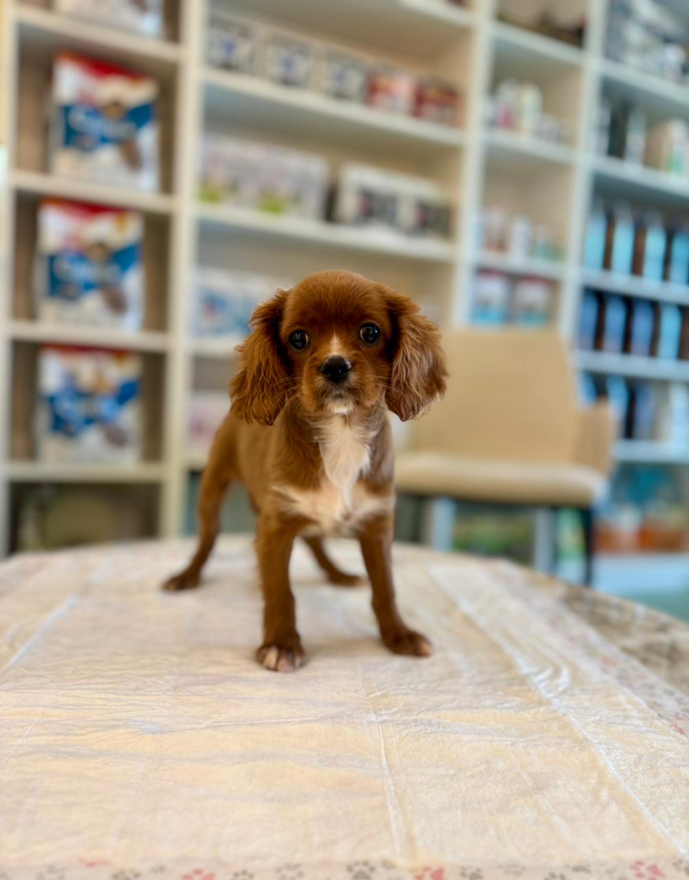 Cavalier King Puppy