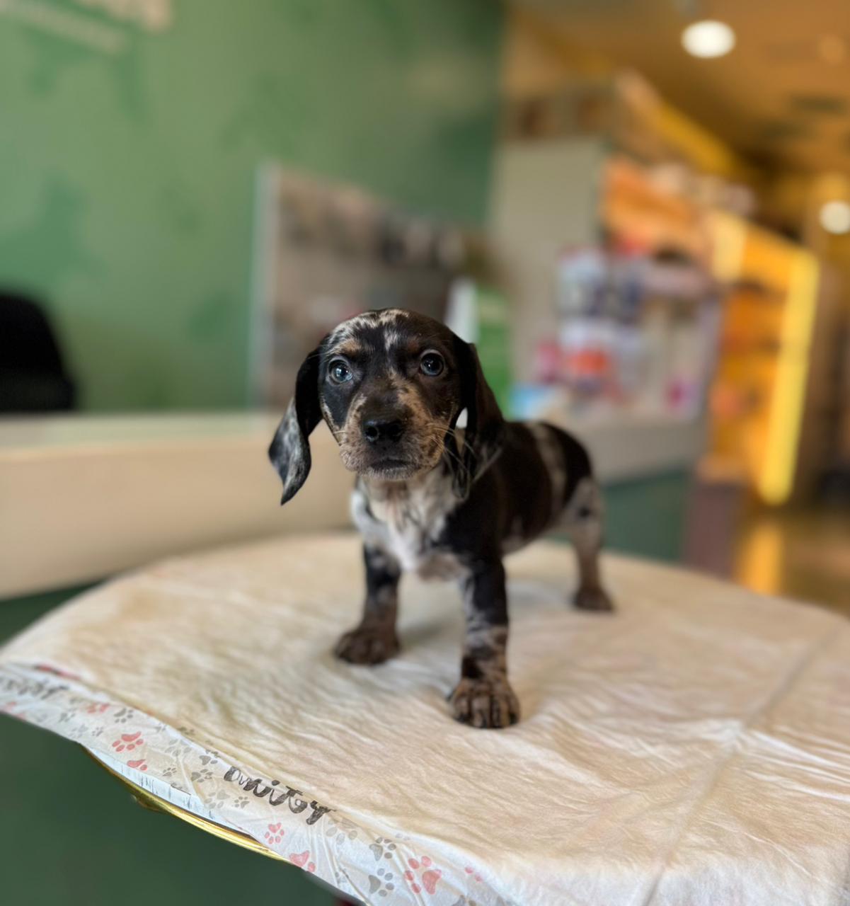 Merle Dachshund Puppy