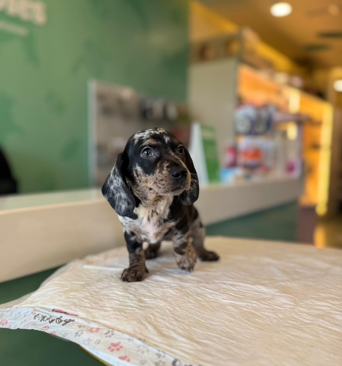 Merle Dachshund Puppy