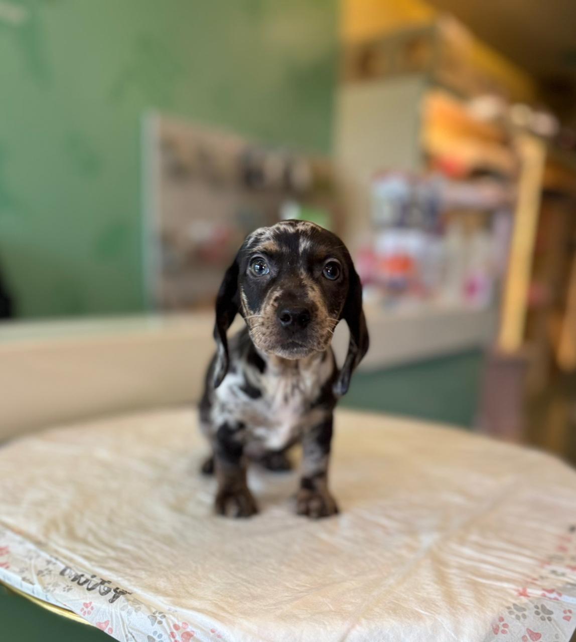 Merle Dachshund Puppy