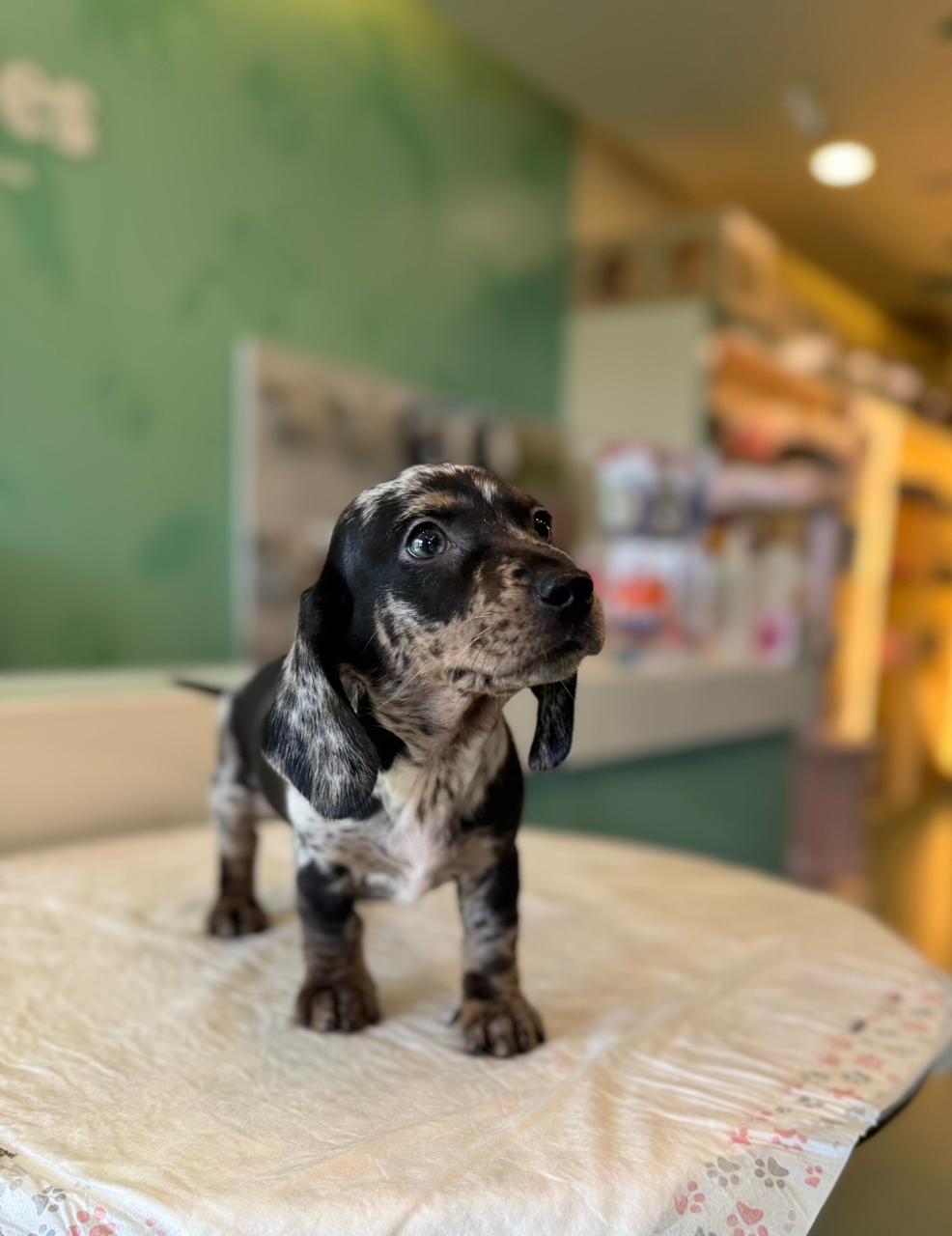 Merle Dachshund Puppy