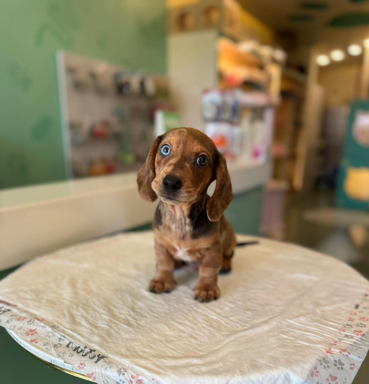 Merle Dachshund Puppy