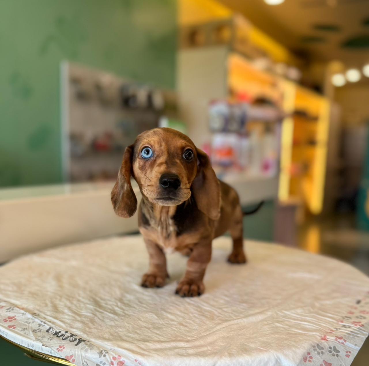 Merle Dachshund Puppy