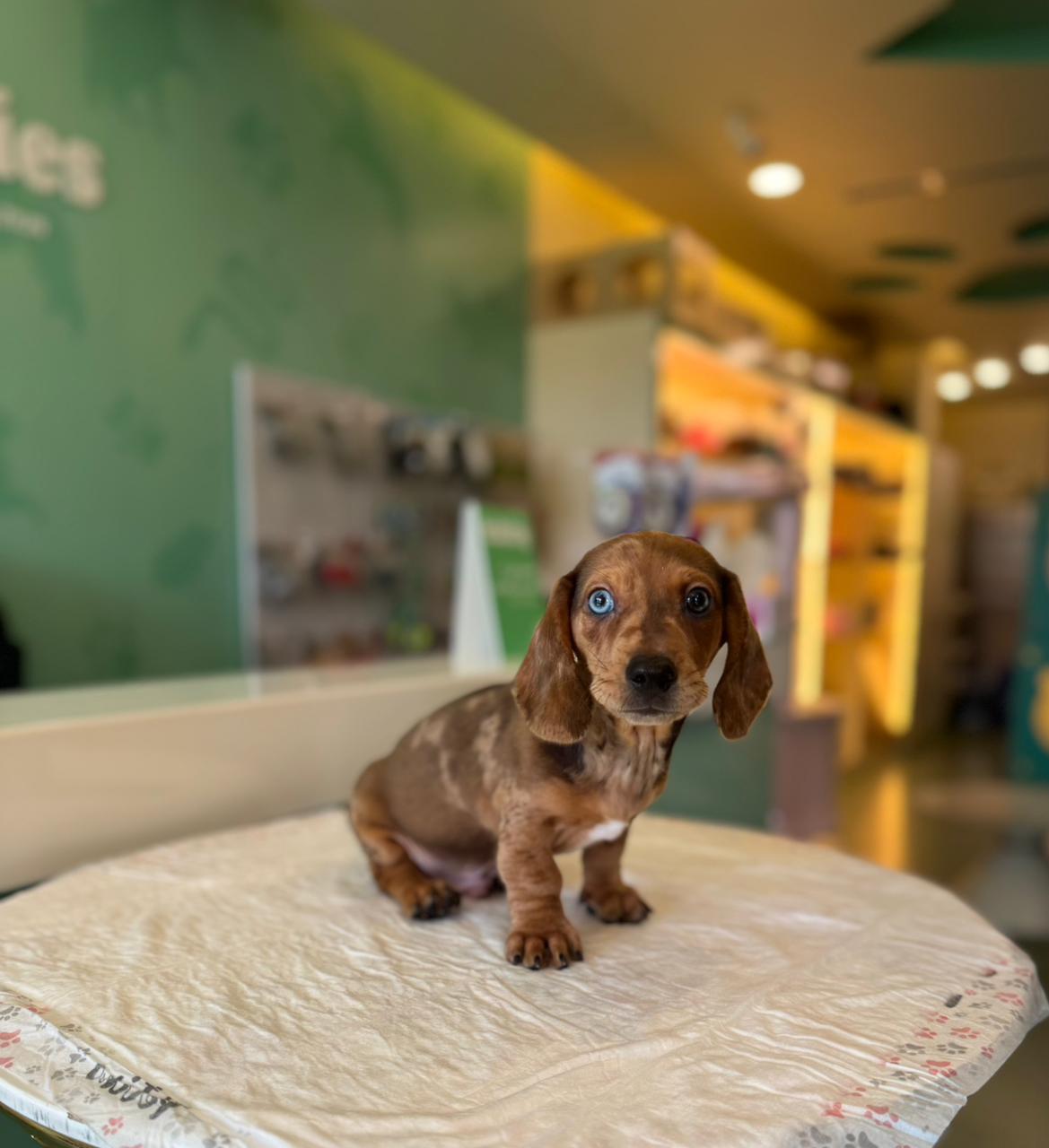 Merle Dachshund Puppy