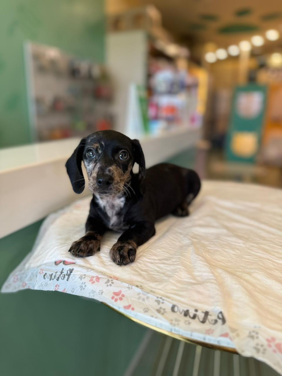 Merle Dachshund Puppy