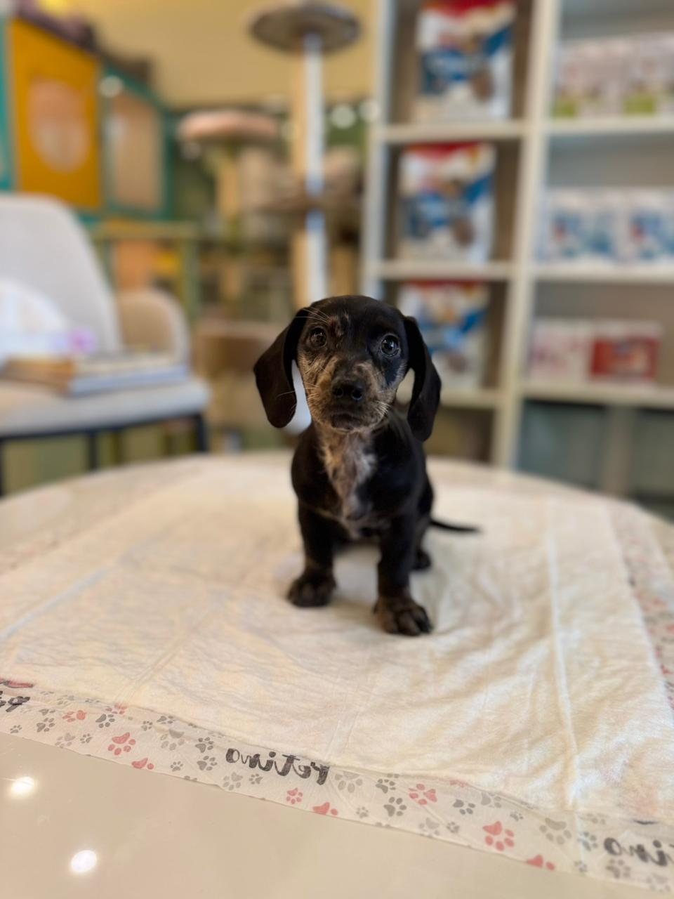 Merle Dachshund Puppy