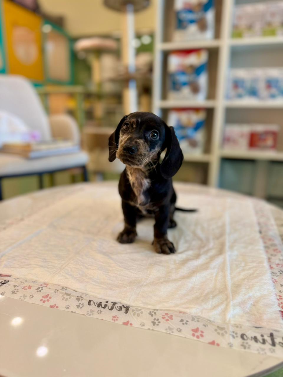 Merle Dachshund Puppy