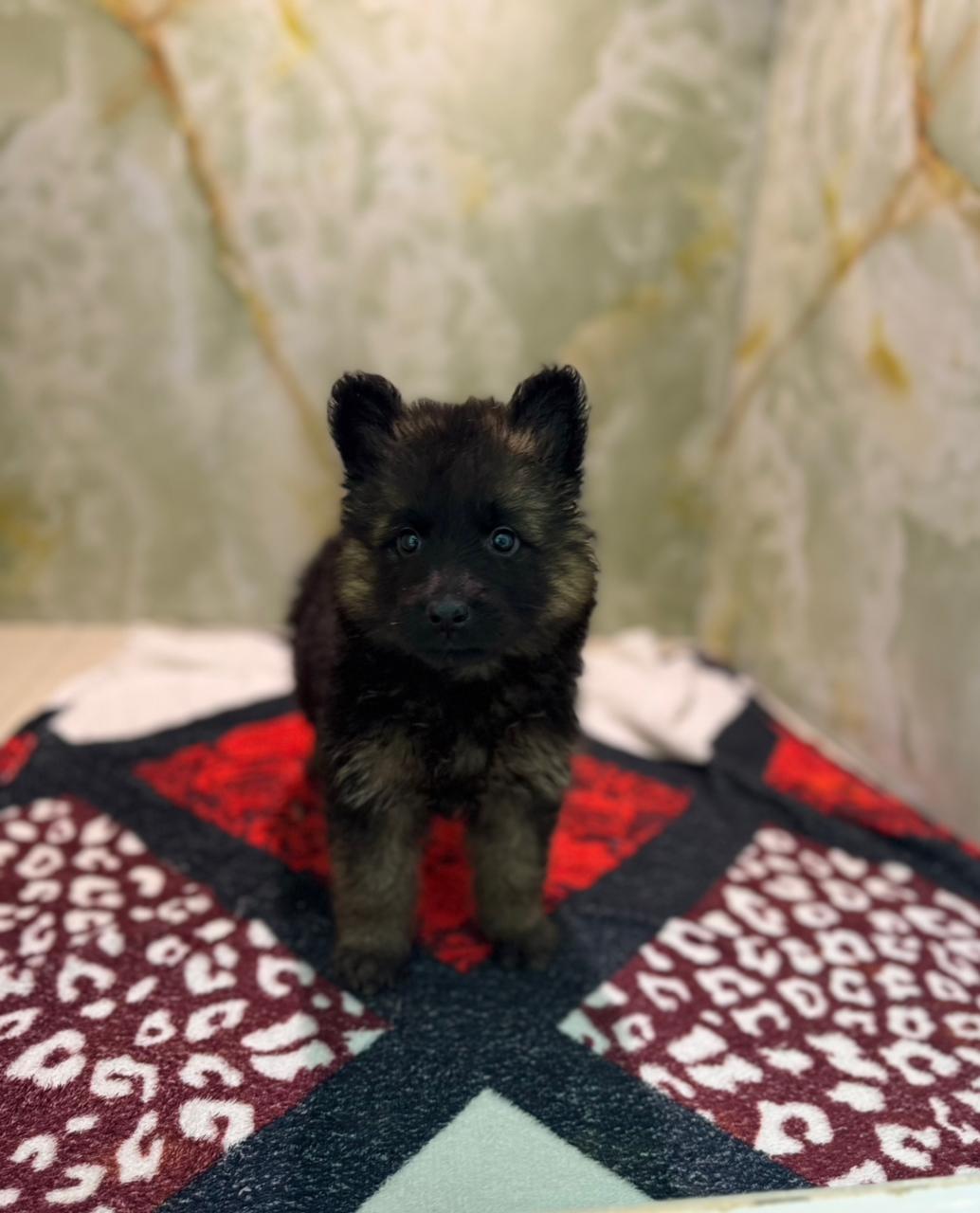 German Shepherd Puppy