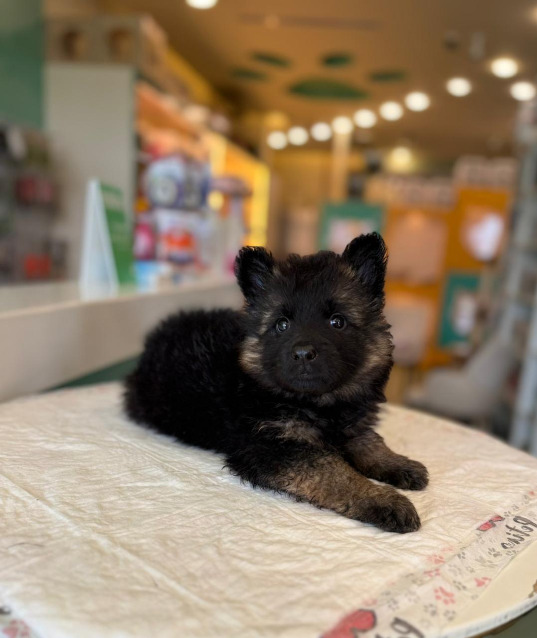 German Shepherd Puppy