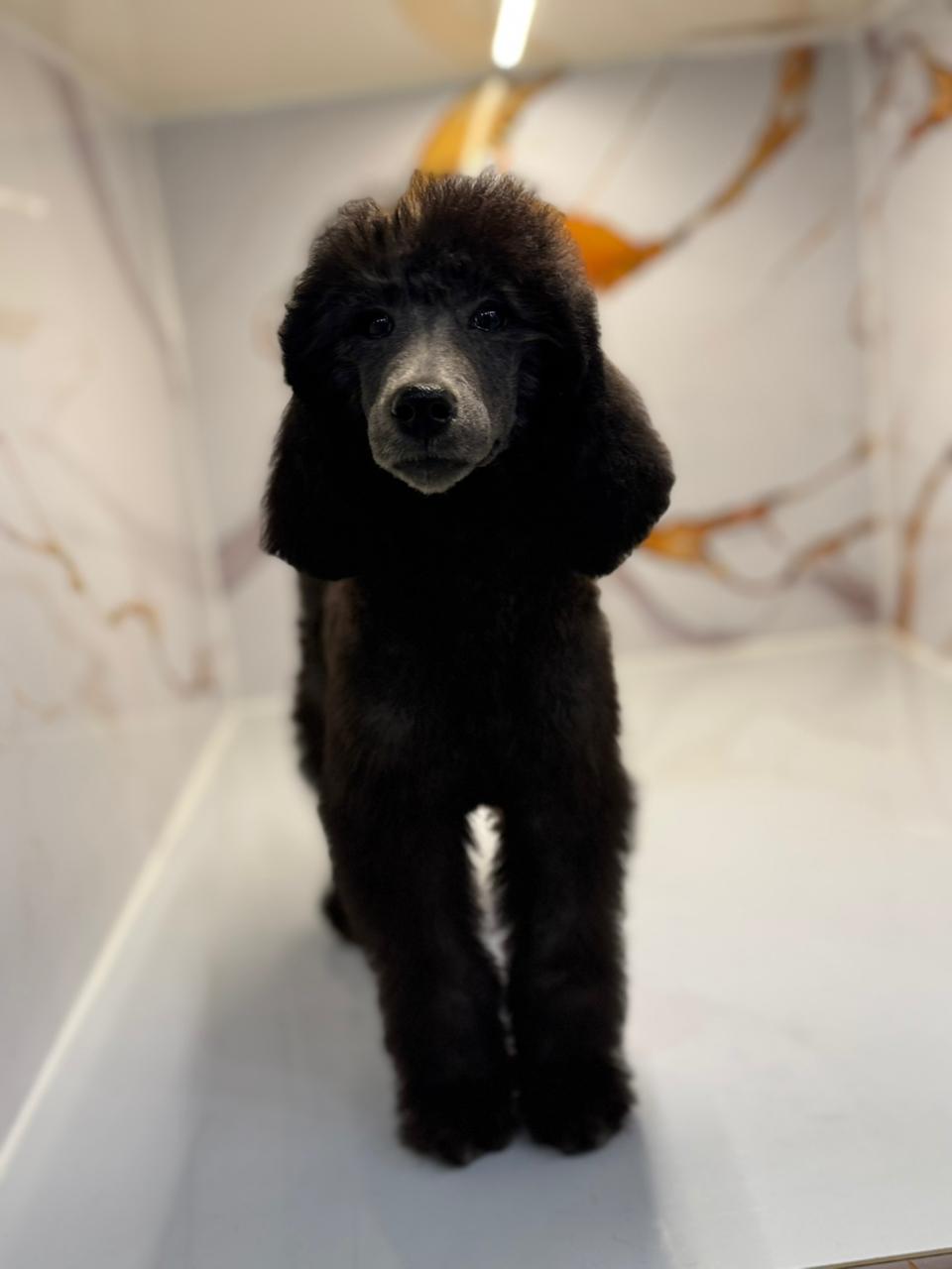 Standard Poodle