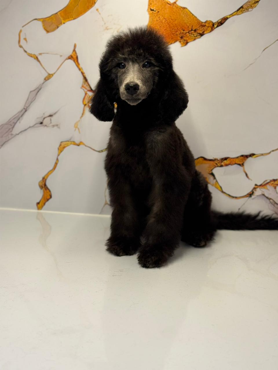 Standard Poodle