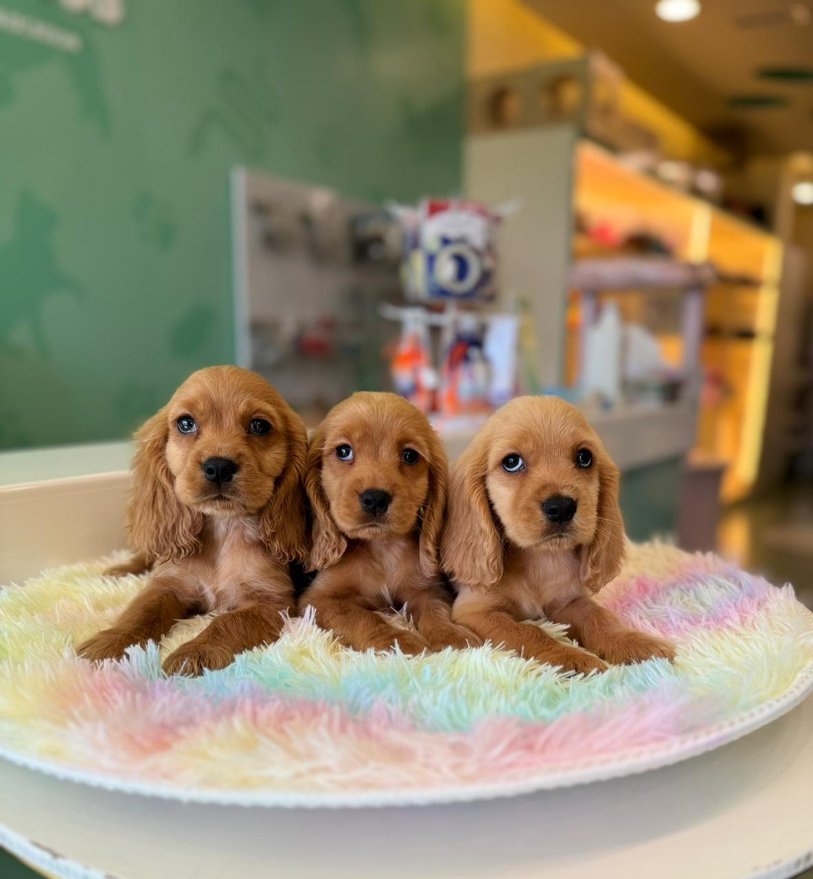 Cocker Spaniel Puppy