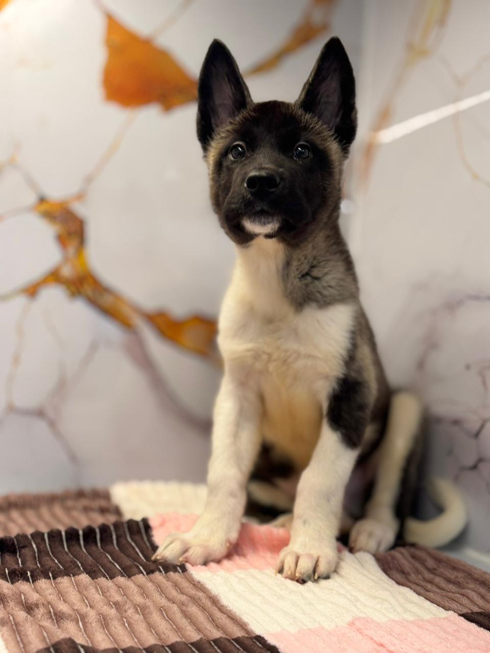 American Akita Puppy