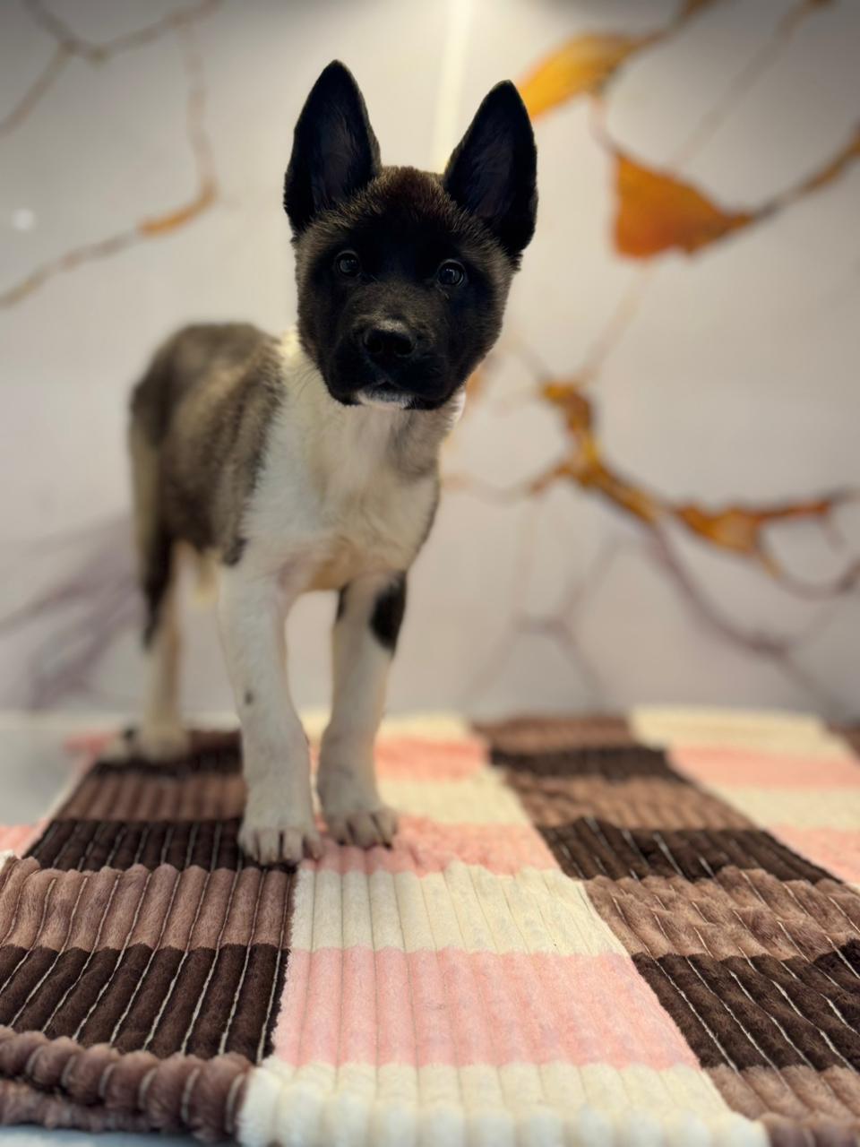 American Akita Puppy