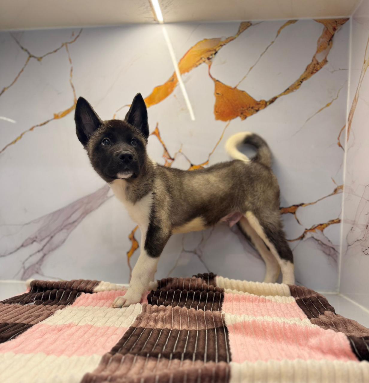 American Akita Puppy