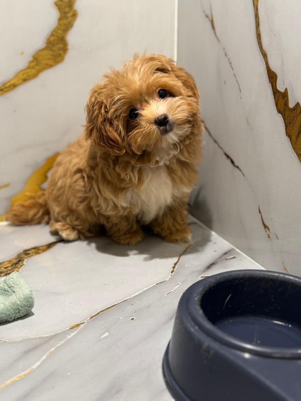 Shihpoo Puppy