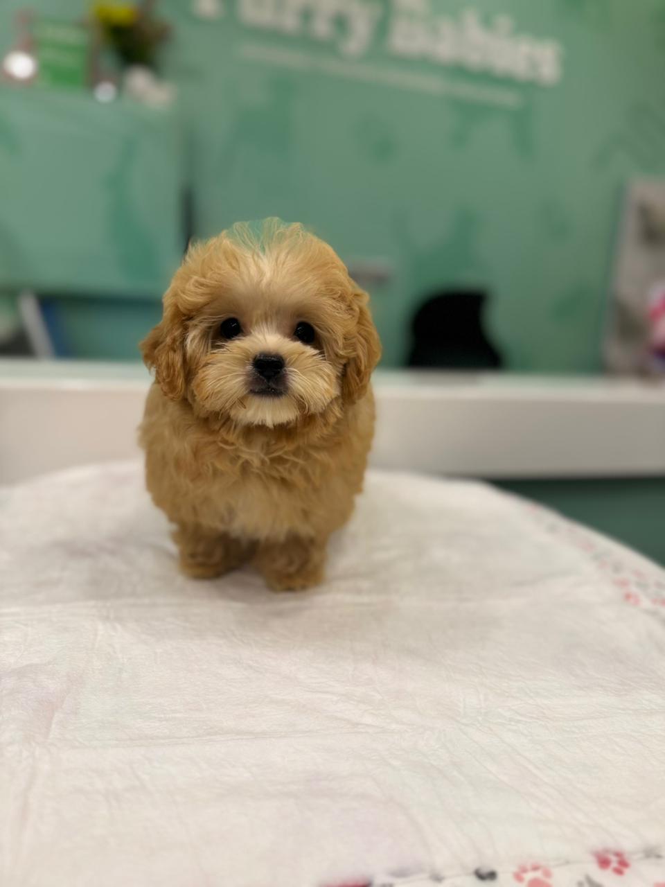 Shihpoo Puppy
