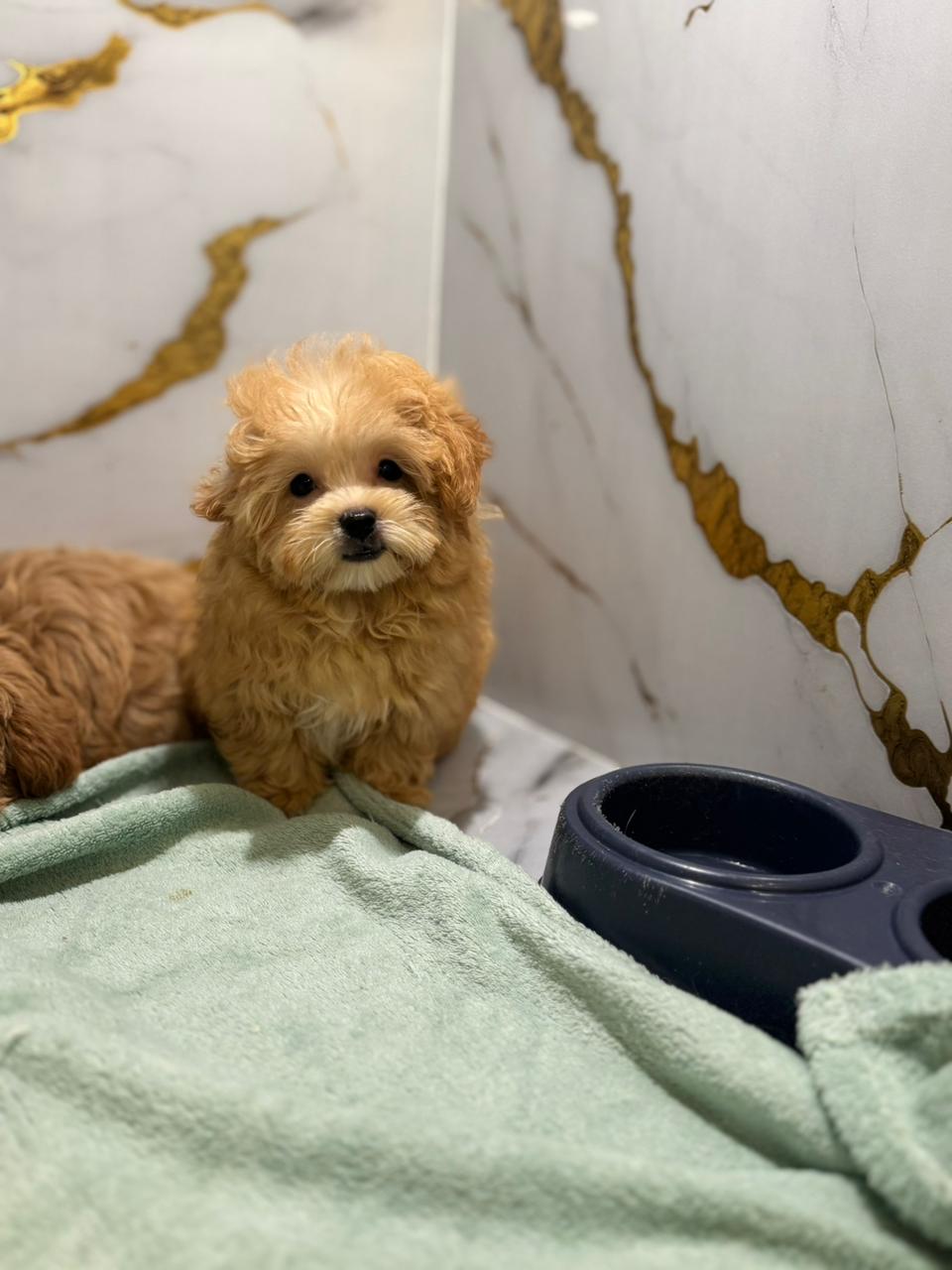 Shihpoo Puppy