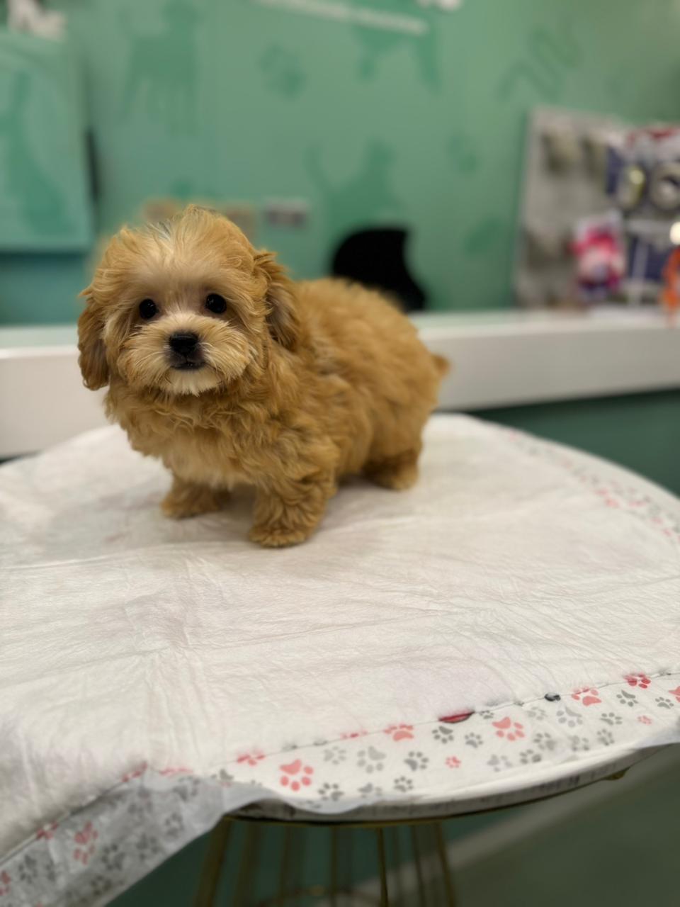 Shihpoo Puppy