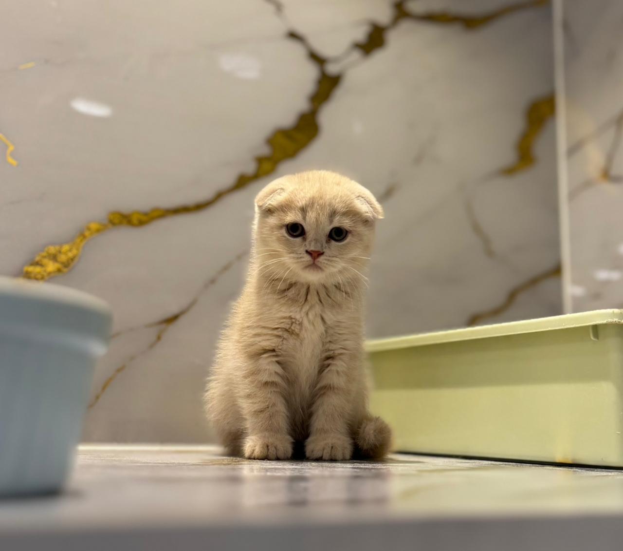 Scottish Fold Female