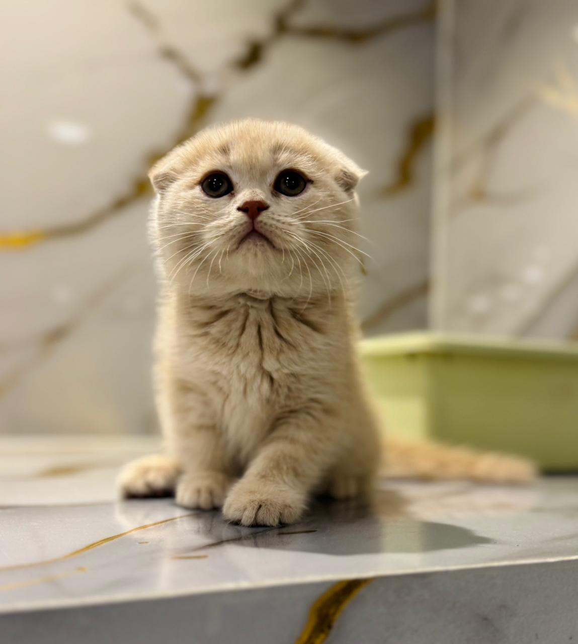 Scottish Fold Female