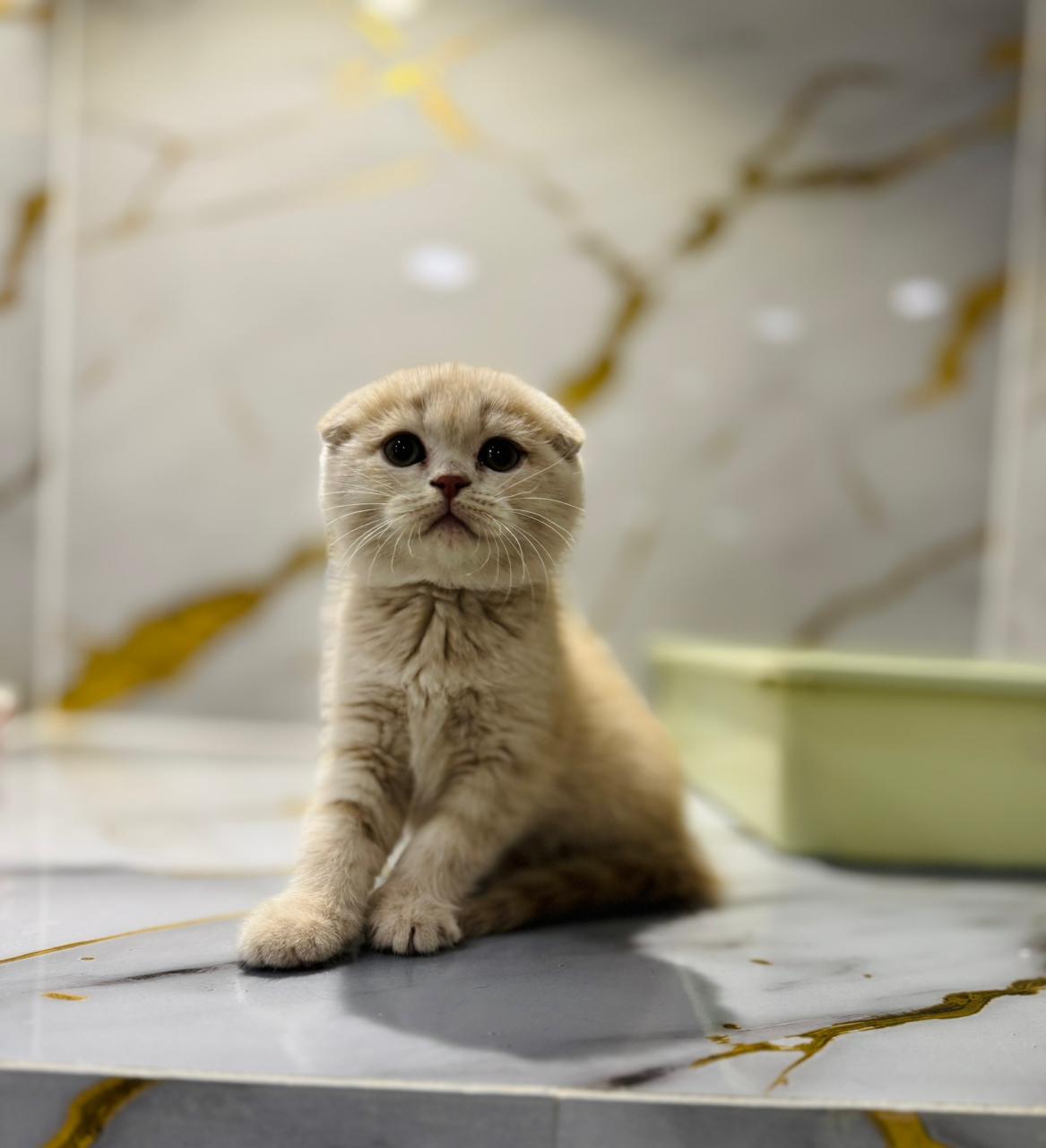 Scottish Fold Female