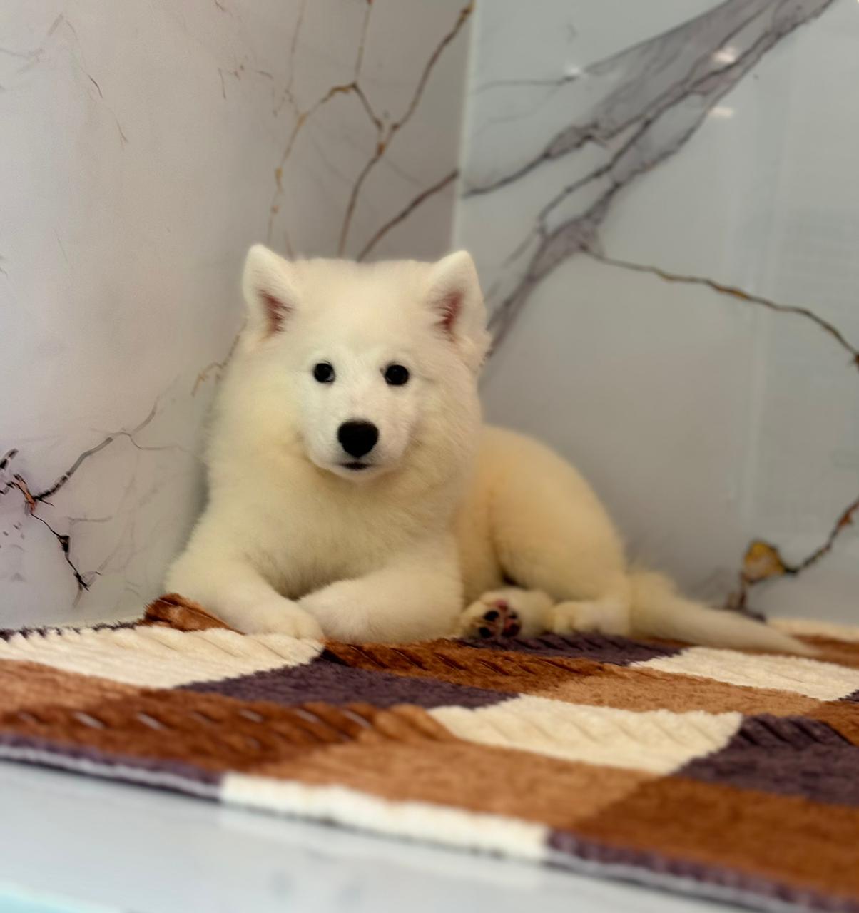 Samoyed Puppy