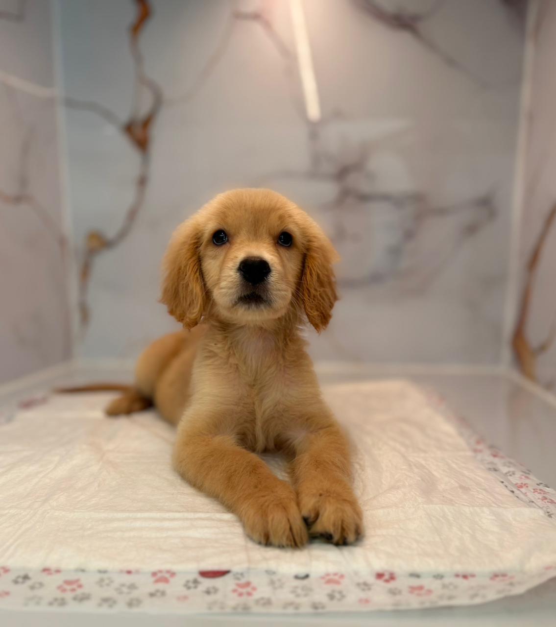 Golden Retriever Puppy