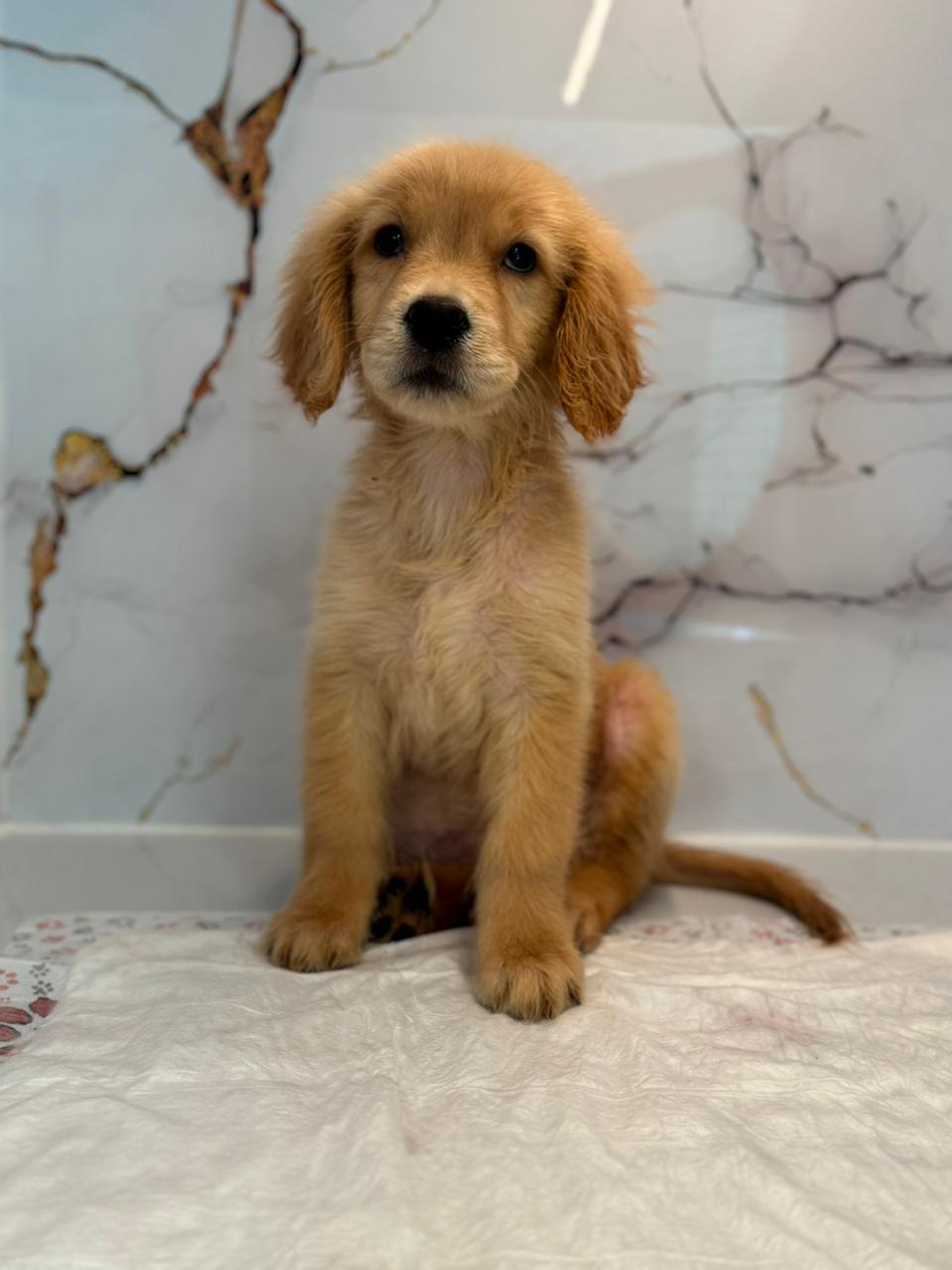Golden Retriever Puppy