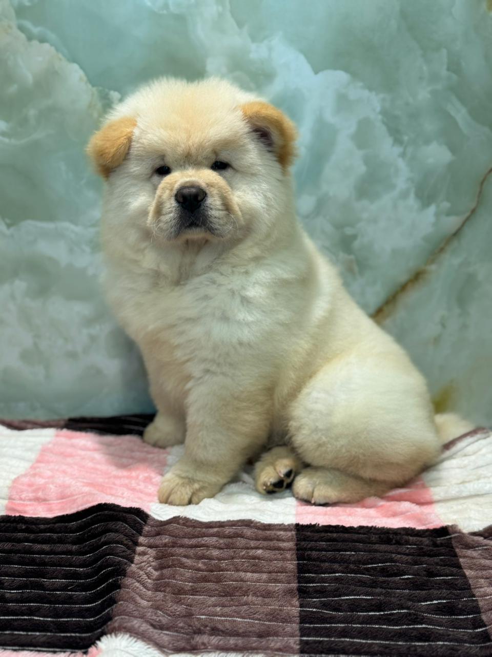 Chow Chow Puppy