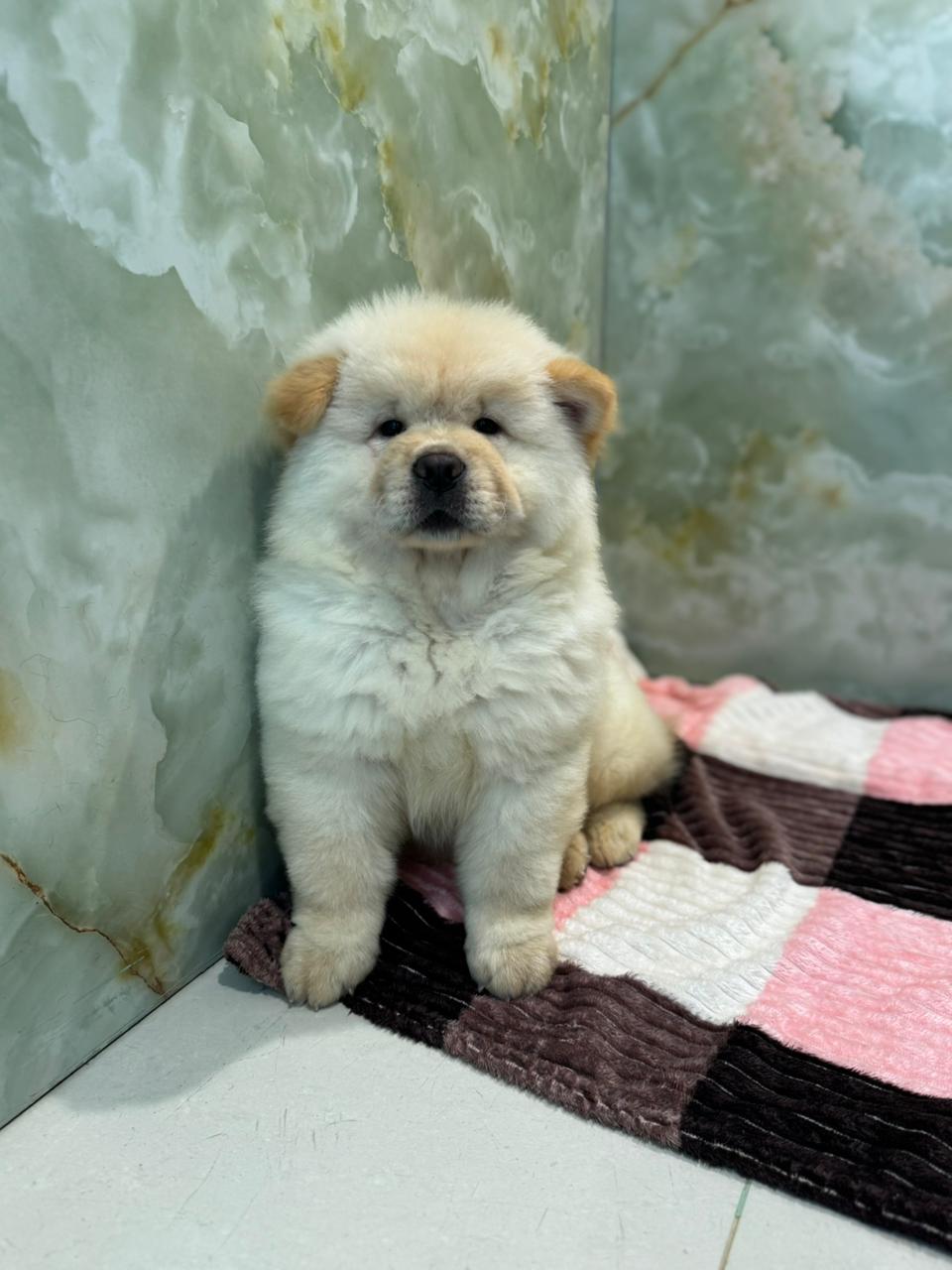 Chow Chow Puppy