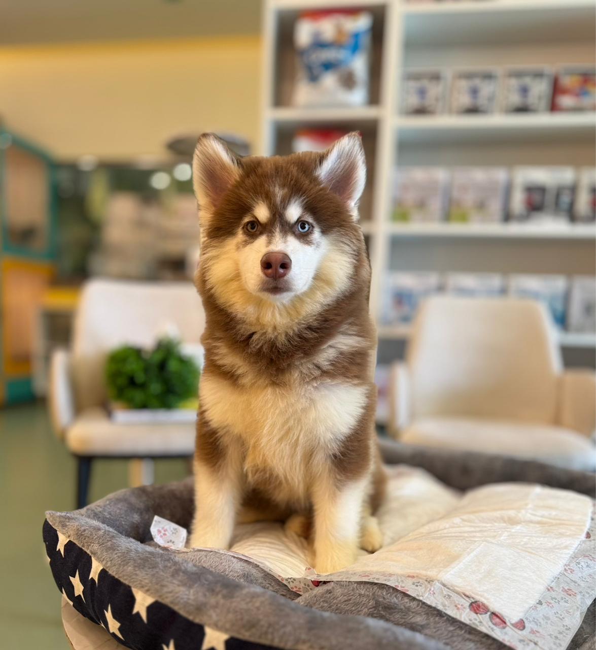 Husky Puppy