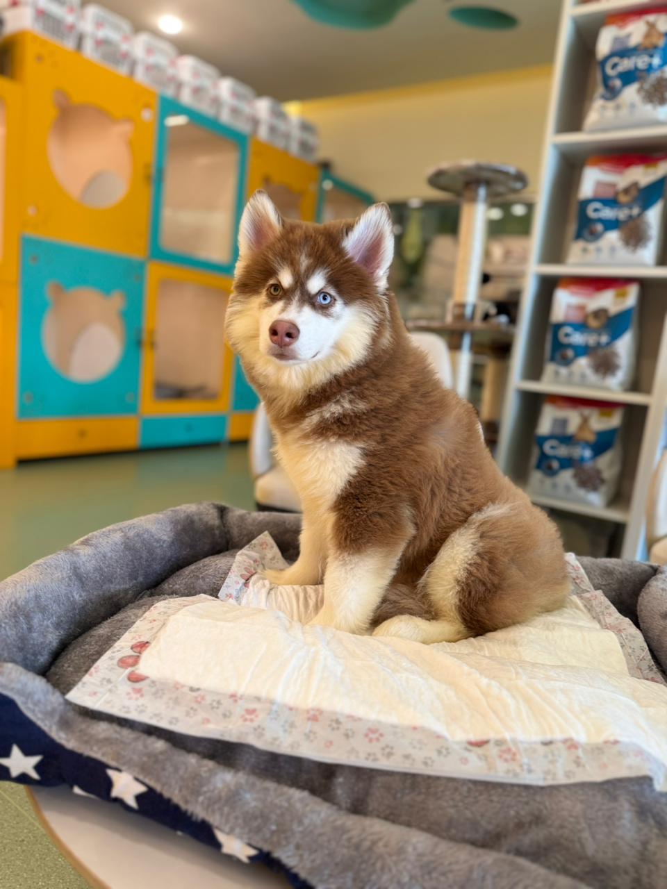 Husky Puppy