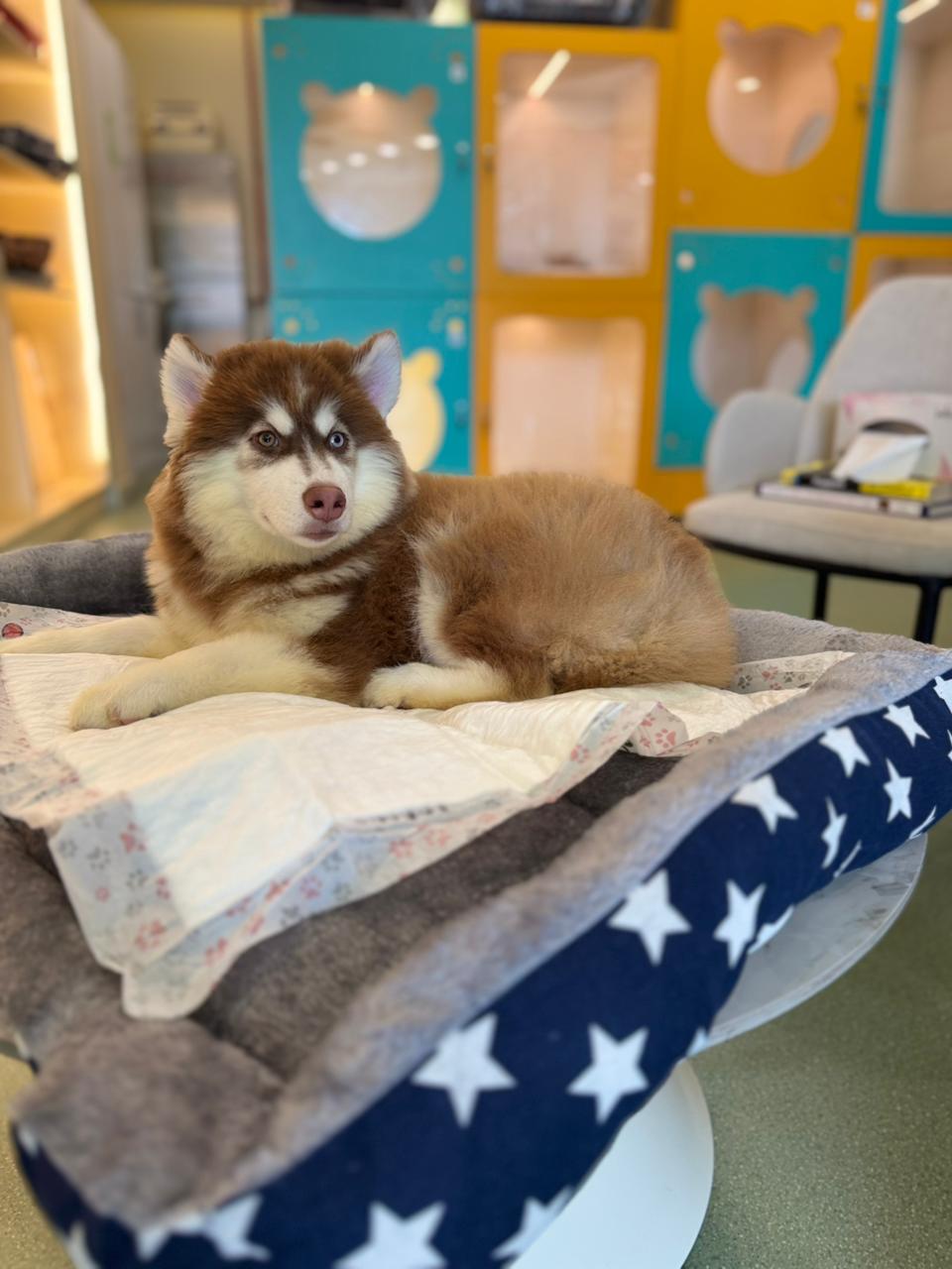 Husky Puppy