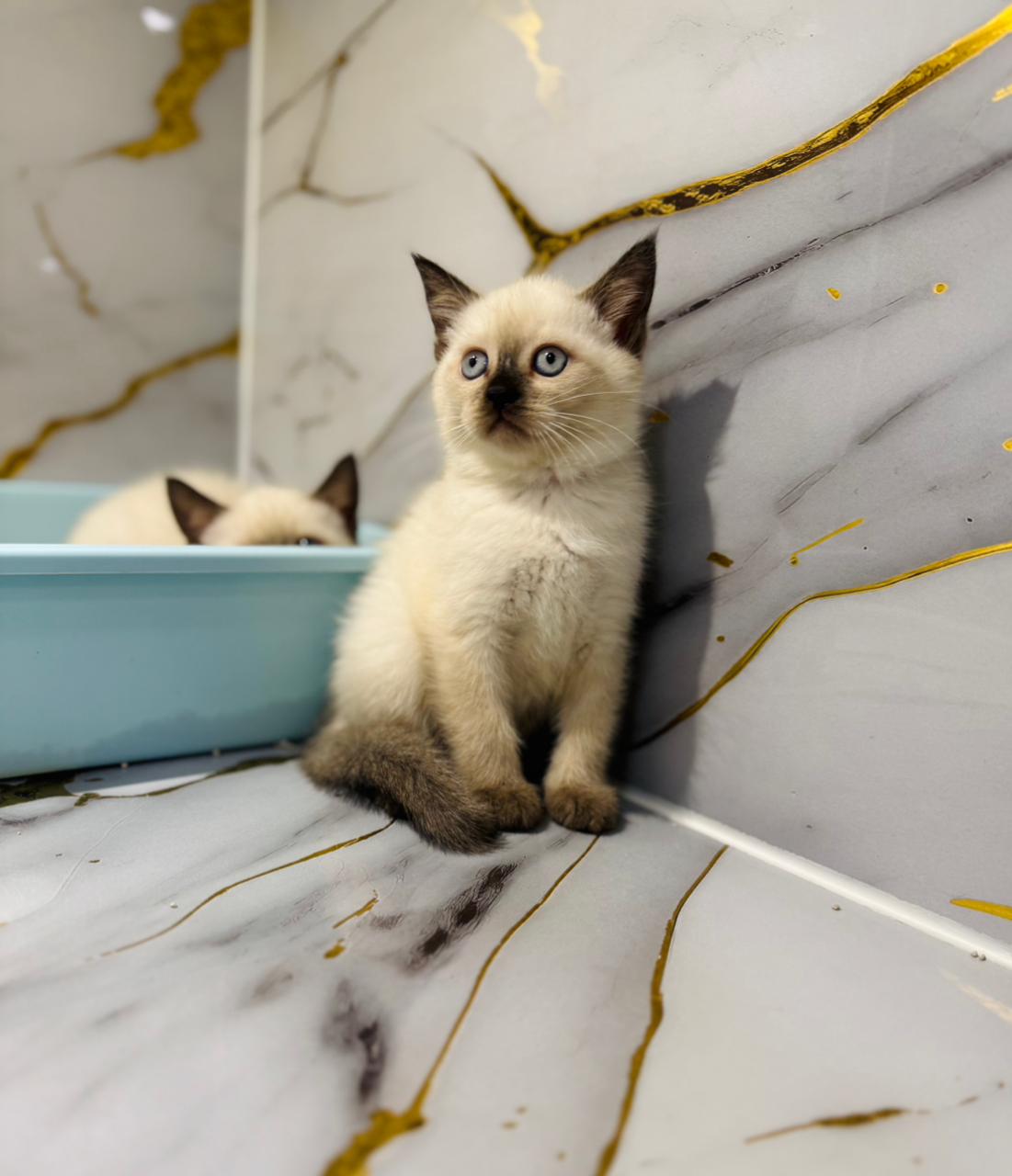 Siamese Kitten