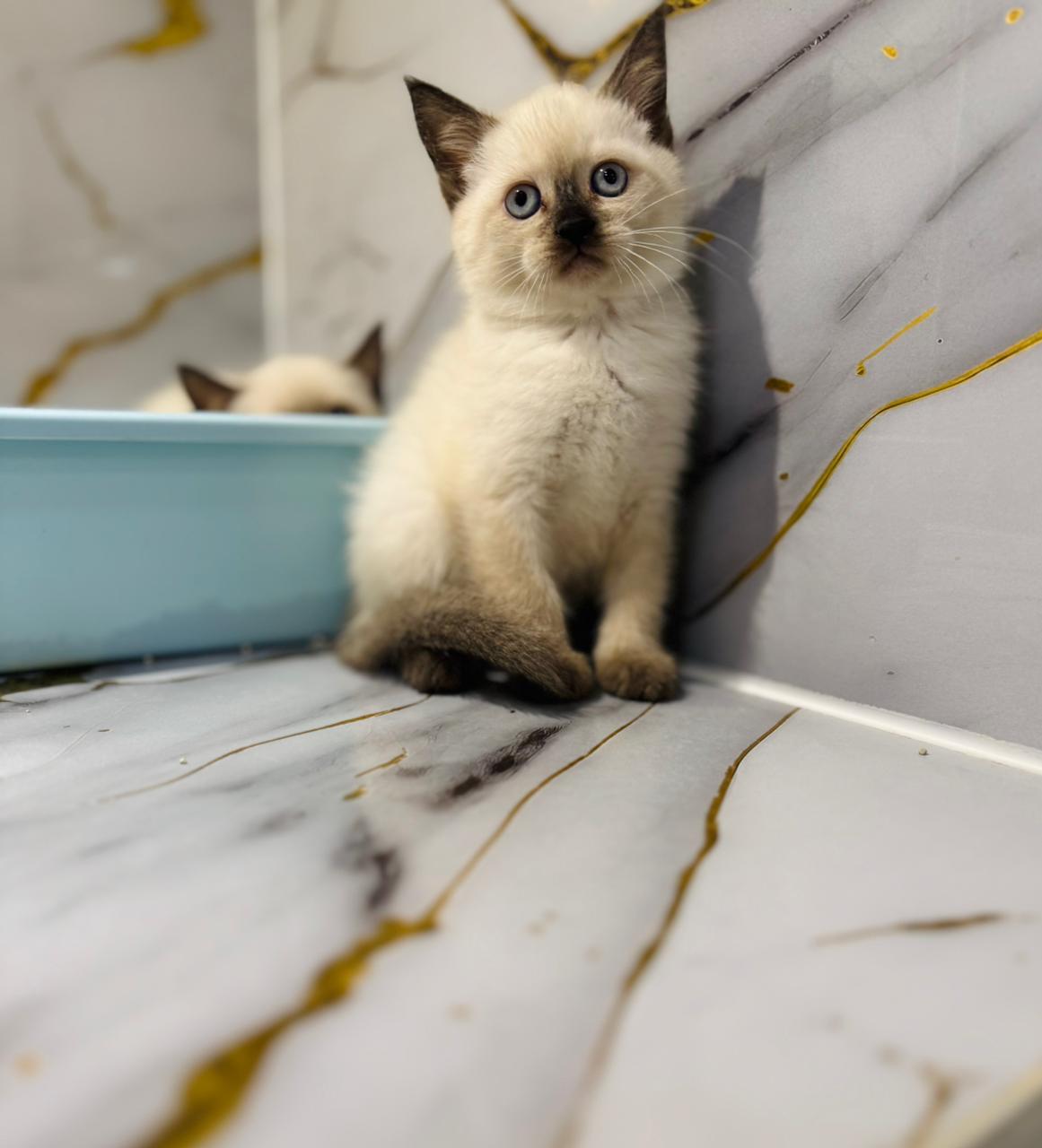 Siamese Kitten