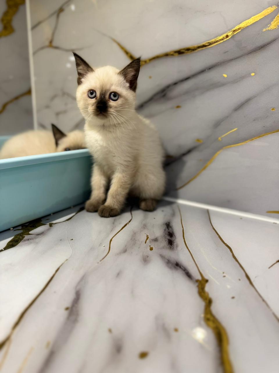 Siamese Kitten