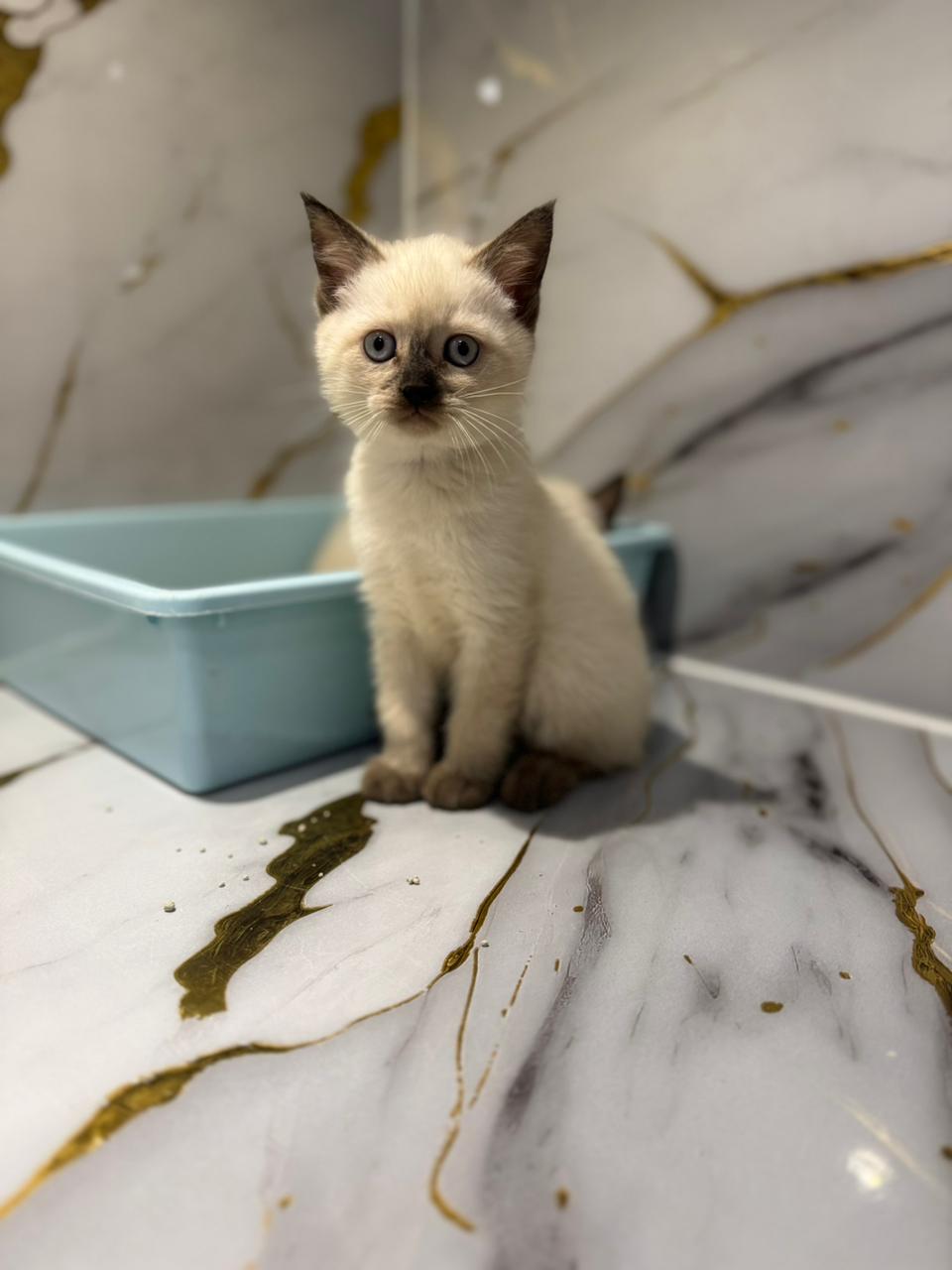 Siamese Kitten