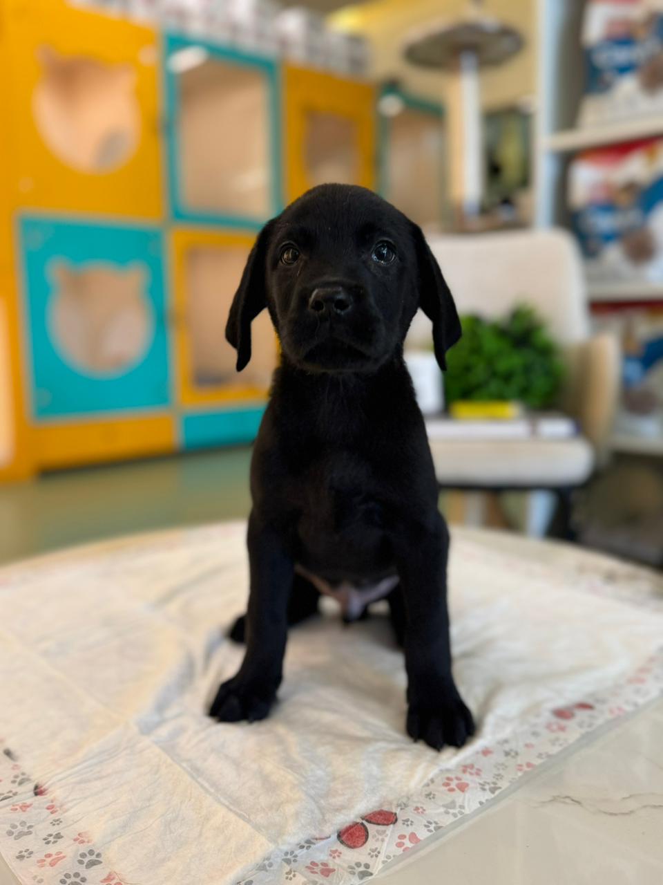Labrador Black Puppy
