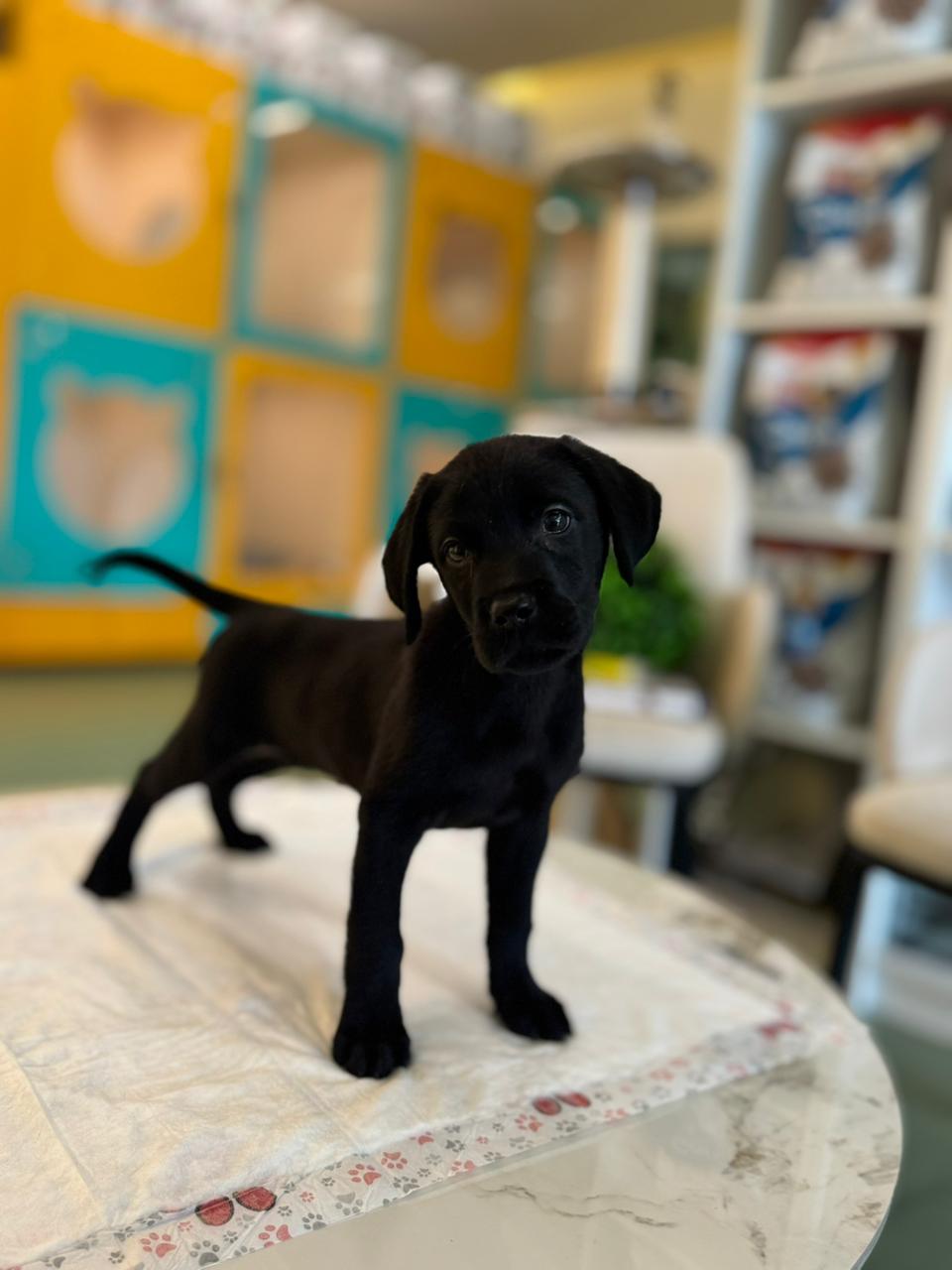 Labrador Black Puppy