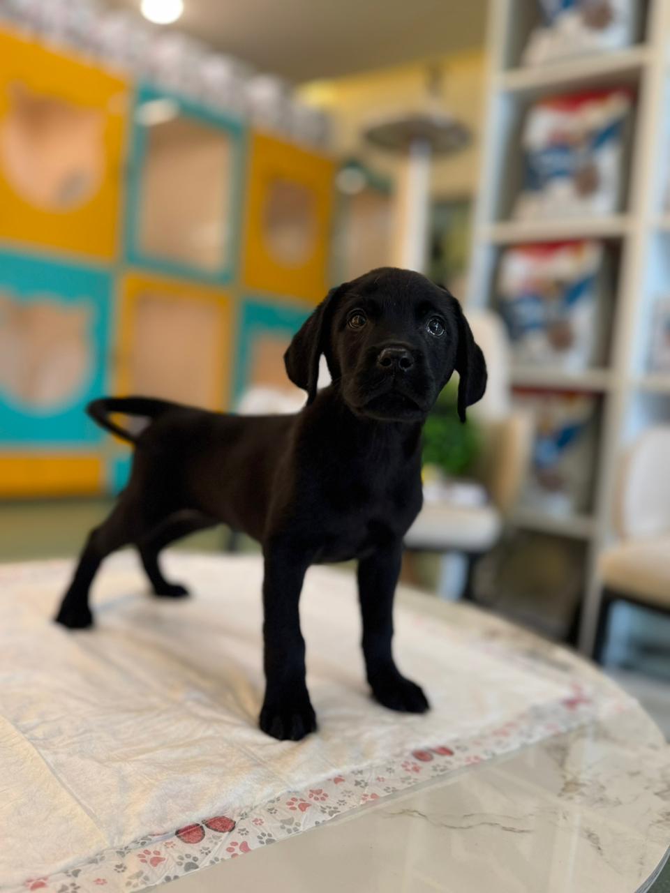 Labrador Black Puppy