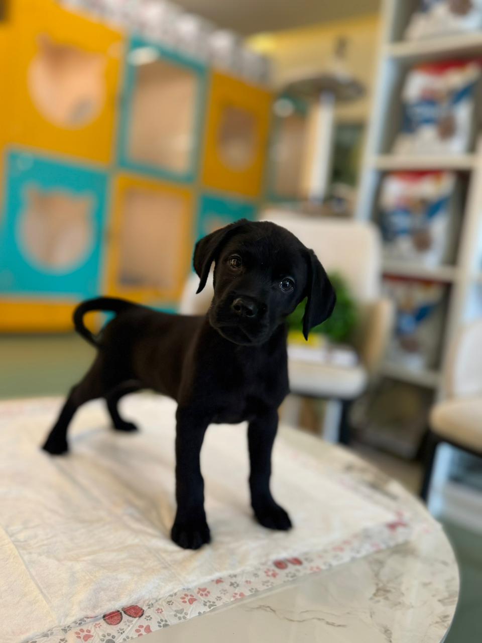 Labrador Black Puppy