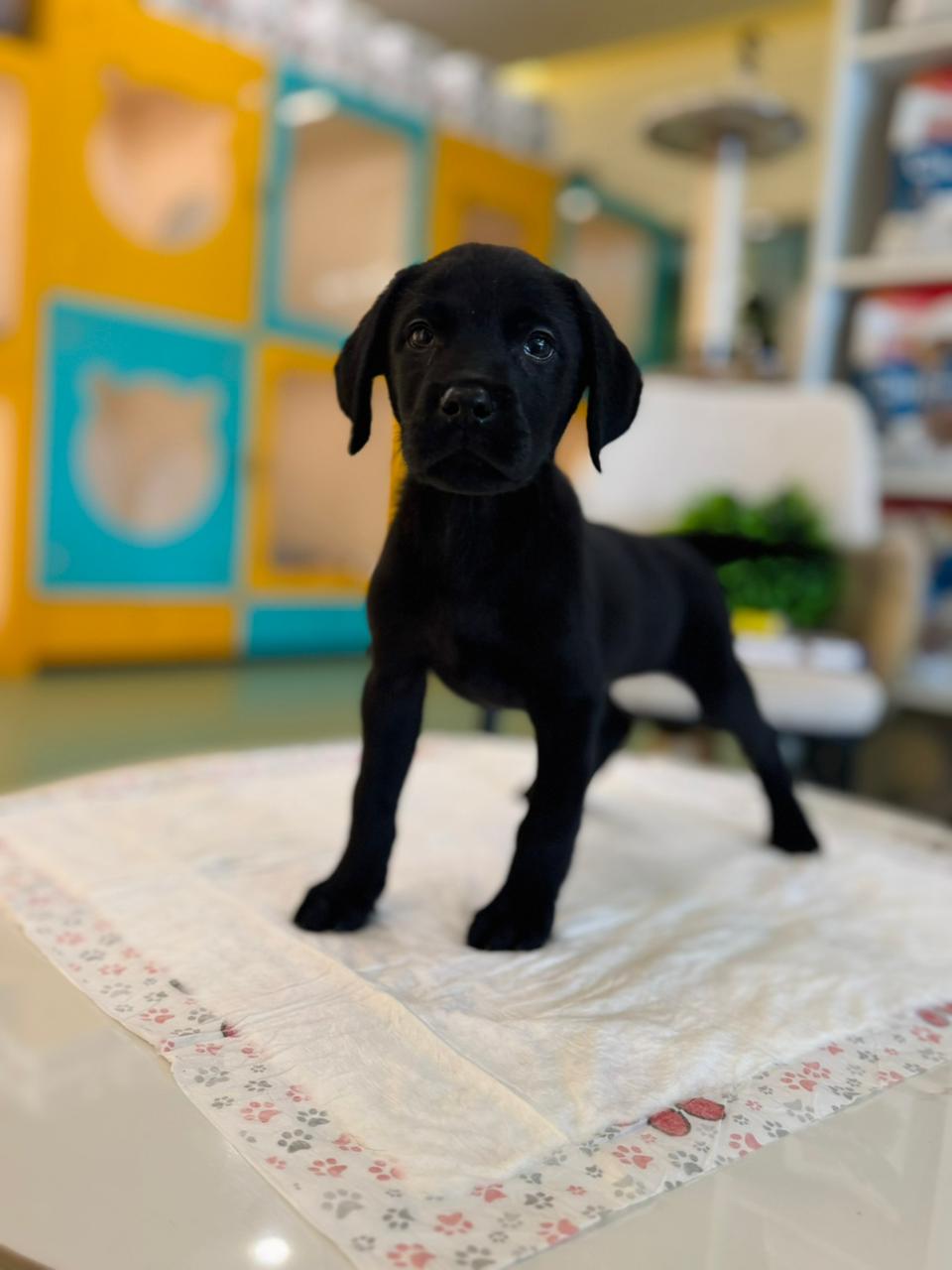 Labrador Black Puppy