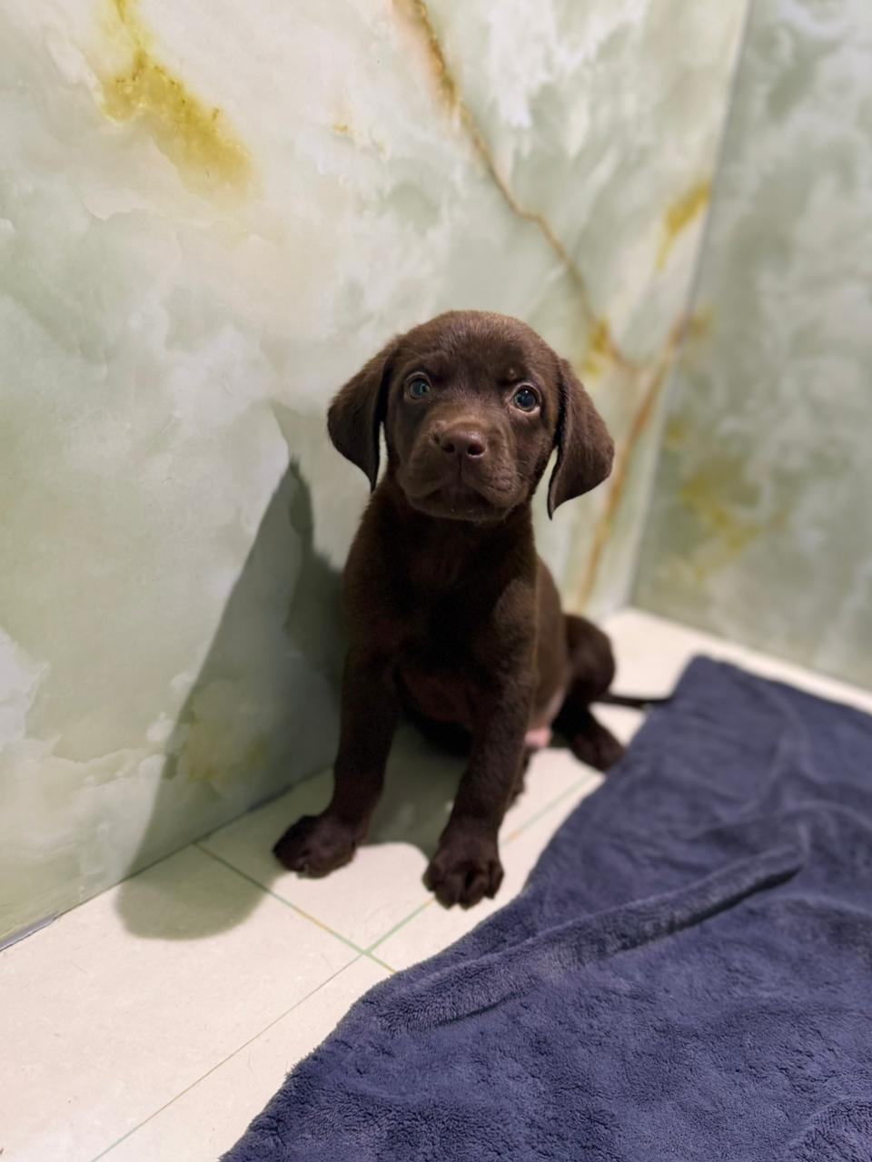 Labrador Puppy