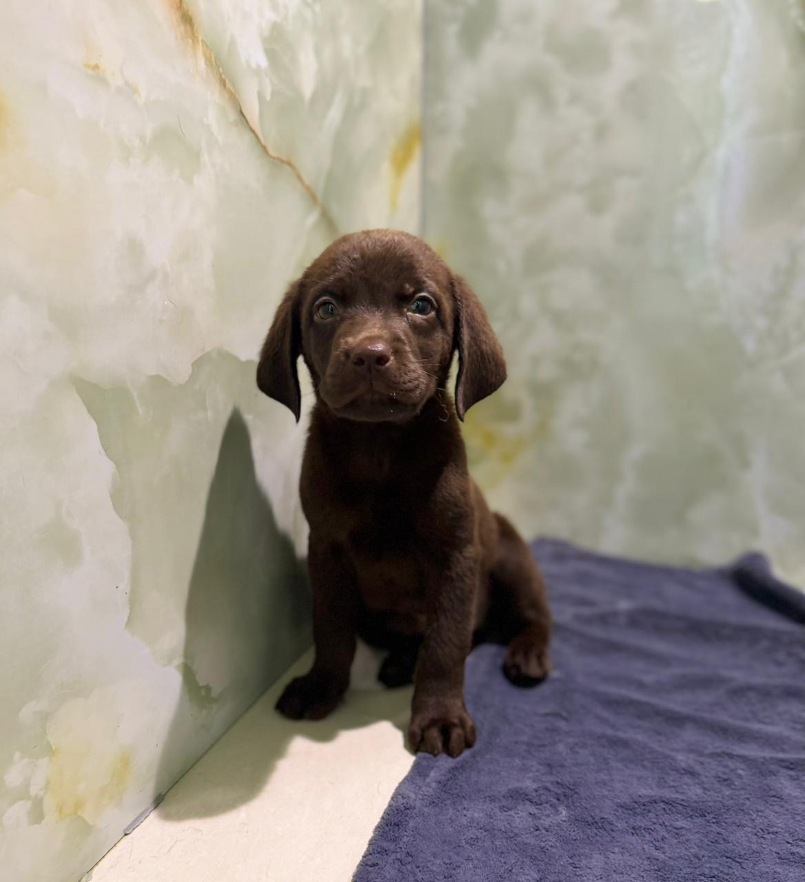 Labrador Puppy